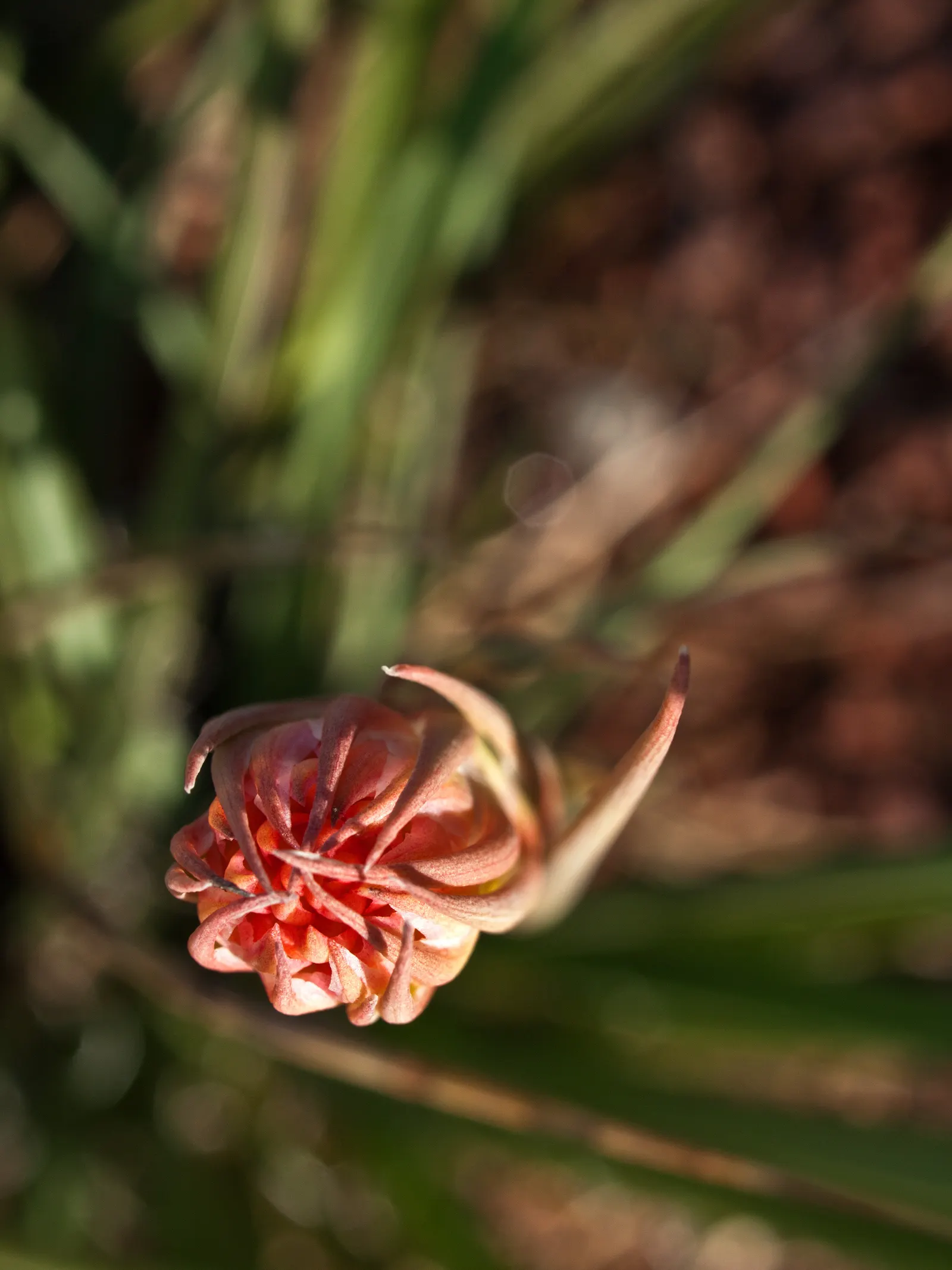 Arizona Agave (Agave Arizonica) — shrub / succulent with yellow blooms