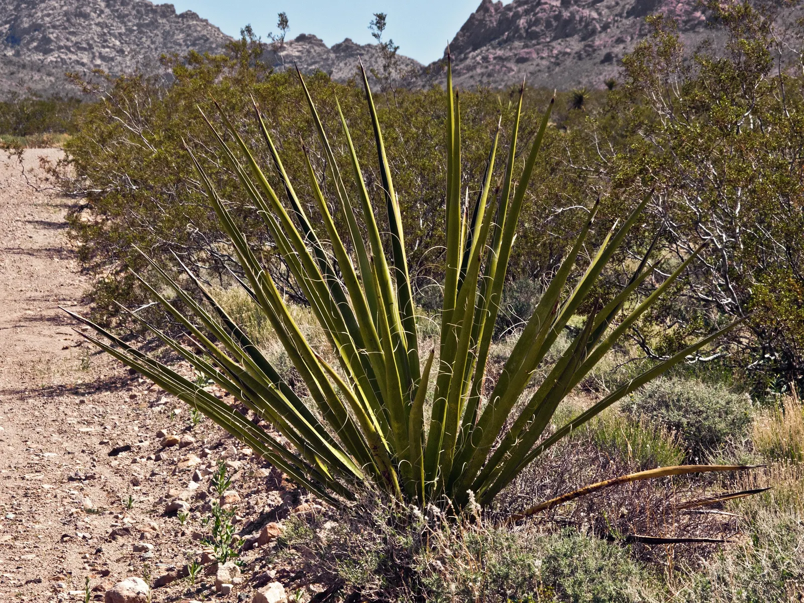 Arizona Agave (Agave Arizonica) — the Arizona Agave reaches a mature size of about 1 to 2 feet in height and approximately 2 to 3 feet in width