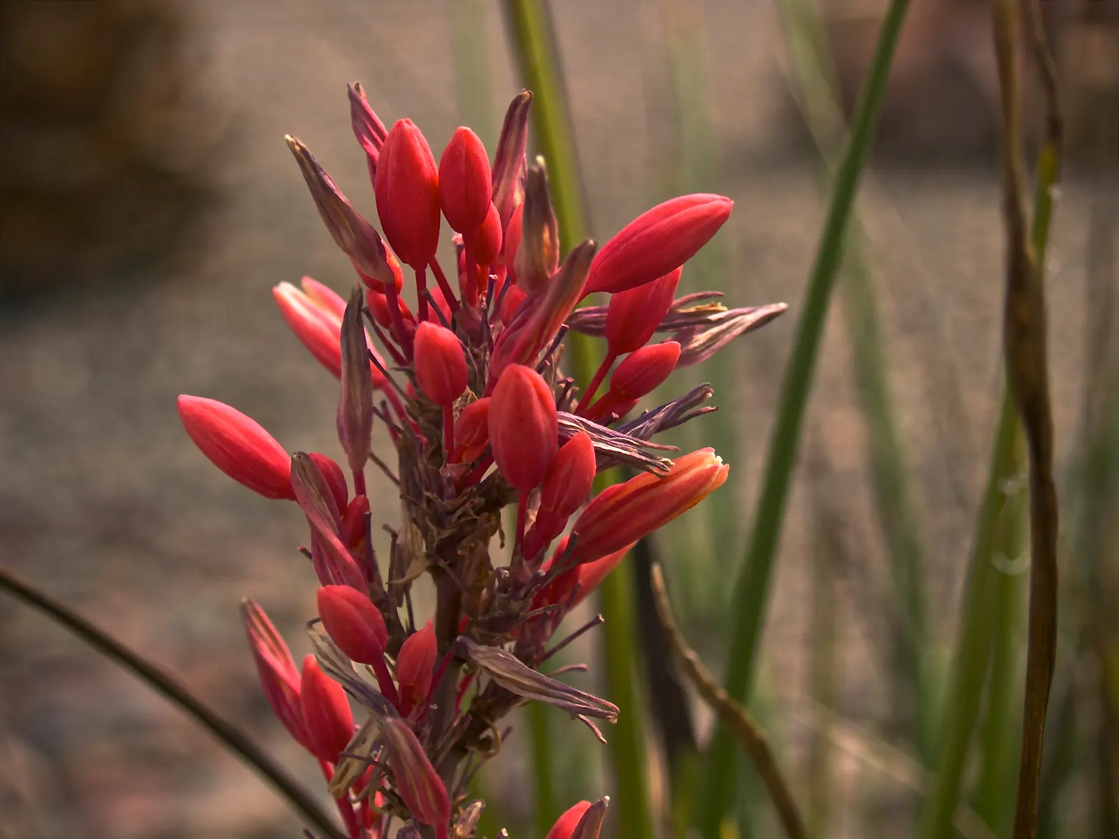 Arizona Agave (Agave Arizonica) — It thrives in full sun and well-drained soils, requiring minimal water once established; is a remarkable and rare succulent