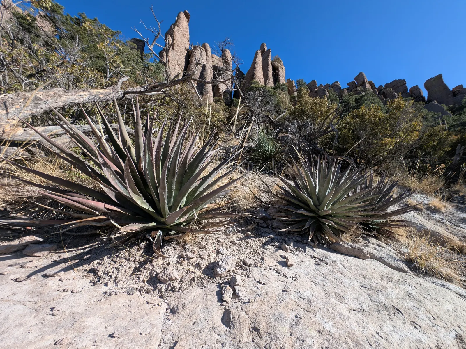 Arizona Agave (Agave Arizonica) — often taking several years to reach maturity; it is crucial to note that Agave arizonica prefers well-drained soil and full
