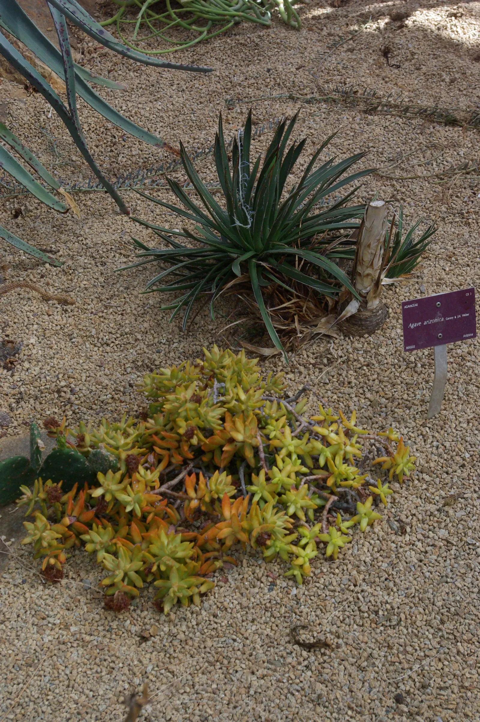 Arizona Agave (Agave Arizonica) — After this spectacular display