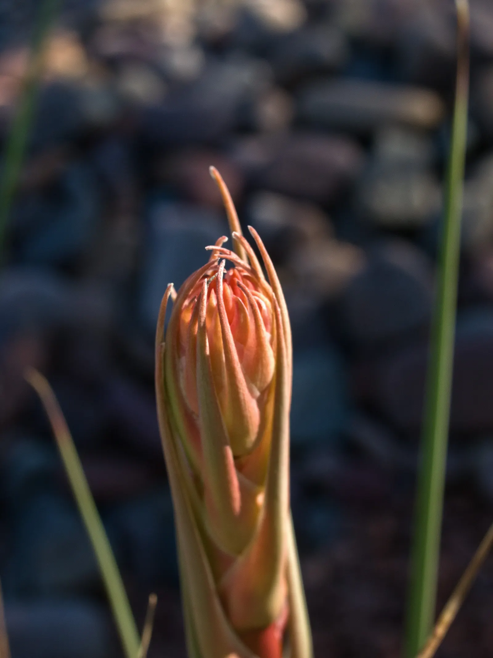 Arizona Agave (Agave Arizonica) — it is crucial to note that Agave arizonica prefers well-drained soil and full sun exposure; it features a compact rosette of