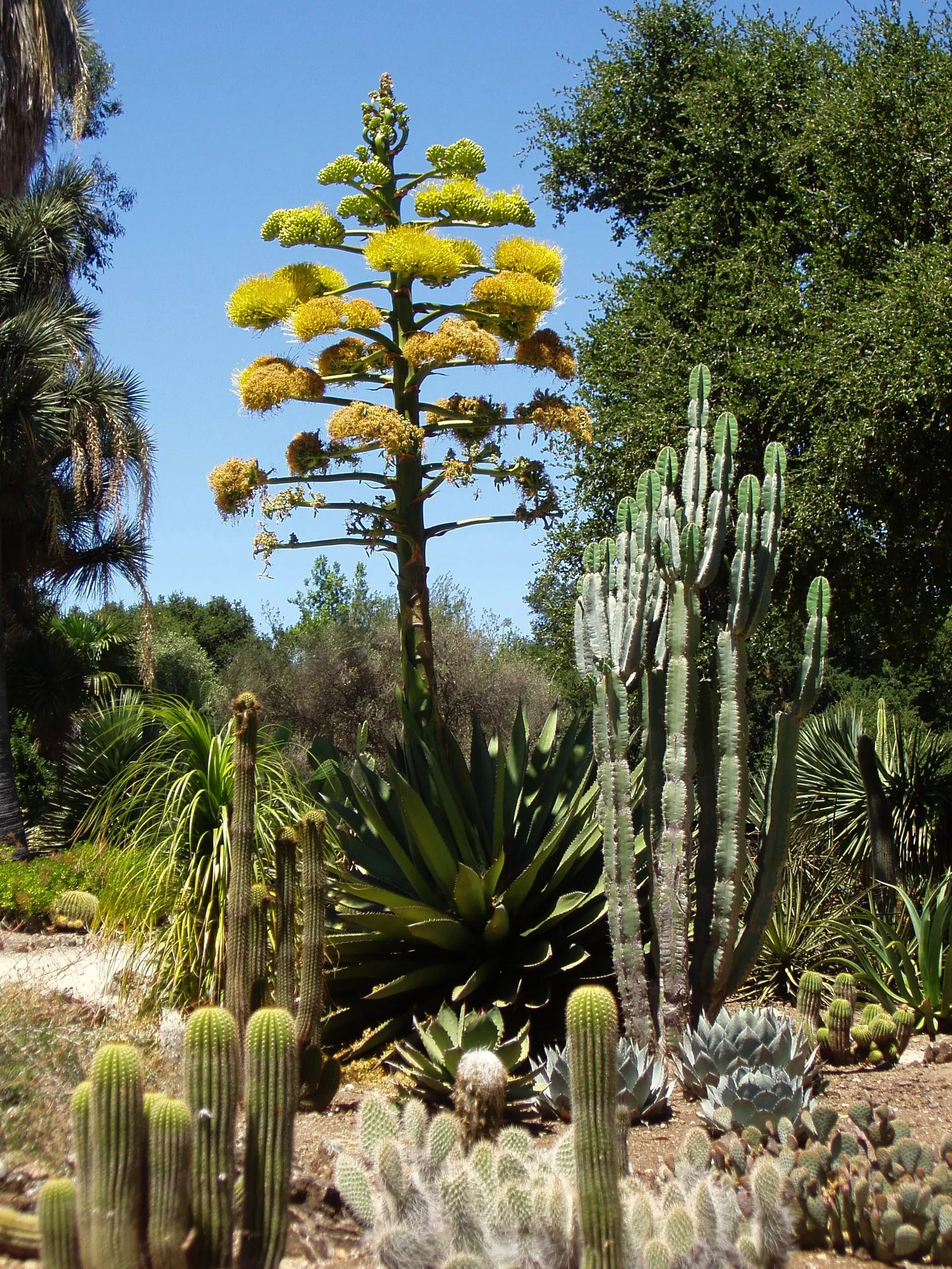 Arizona Agave (Agave Arizonica) — After this spectacular display; yellow flowers in the garden