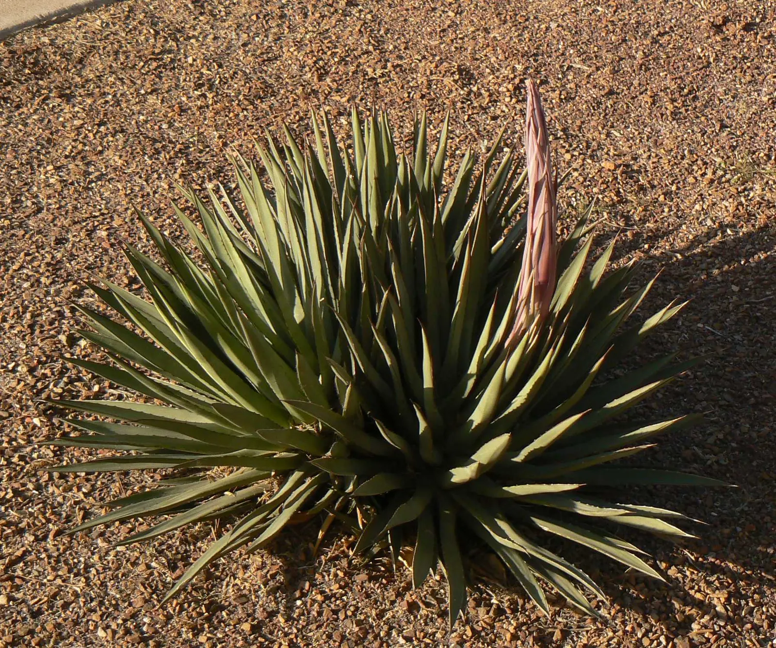 Arizona Agave (Agave Arizonica) — Each leaf ends in a formidable spine