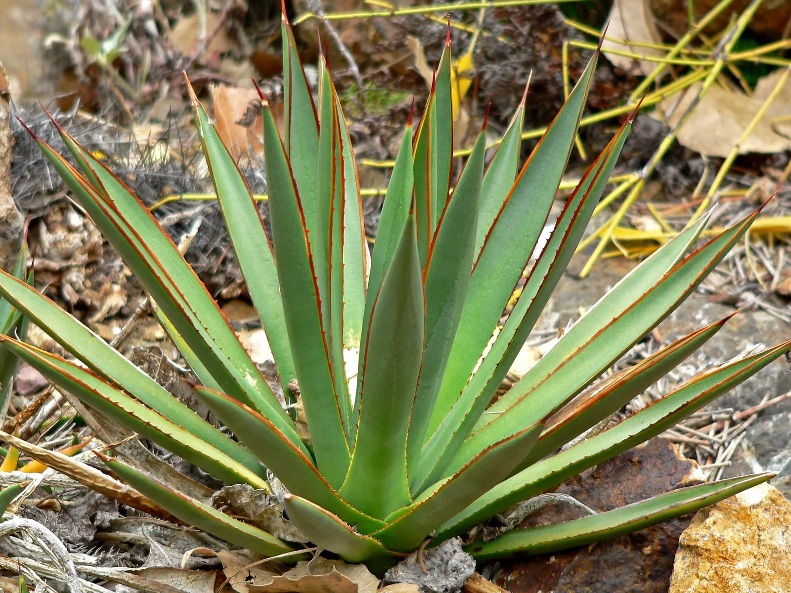 Arizona Agave (Agave Arizonica) — is a remarkable and rare succulent endemic to the rocky