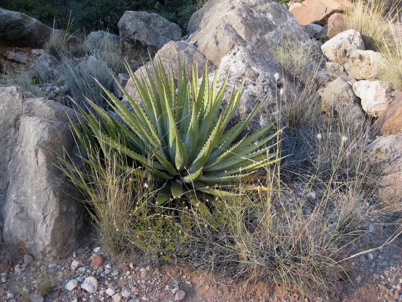 Arizona Agave (Agave Arizonica) — making it an ideal choice for xeriscaping and desert-themed gardens.<br><br>On average