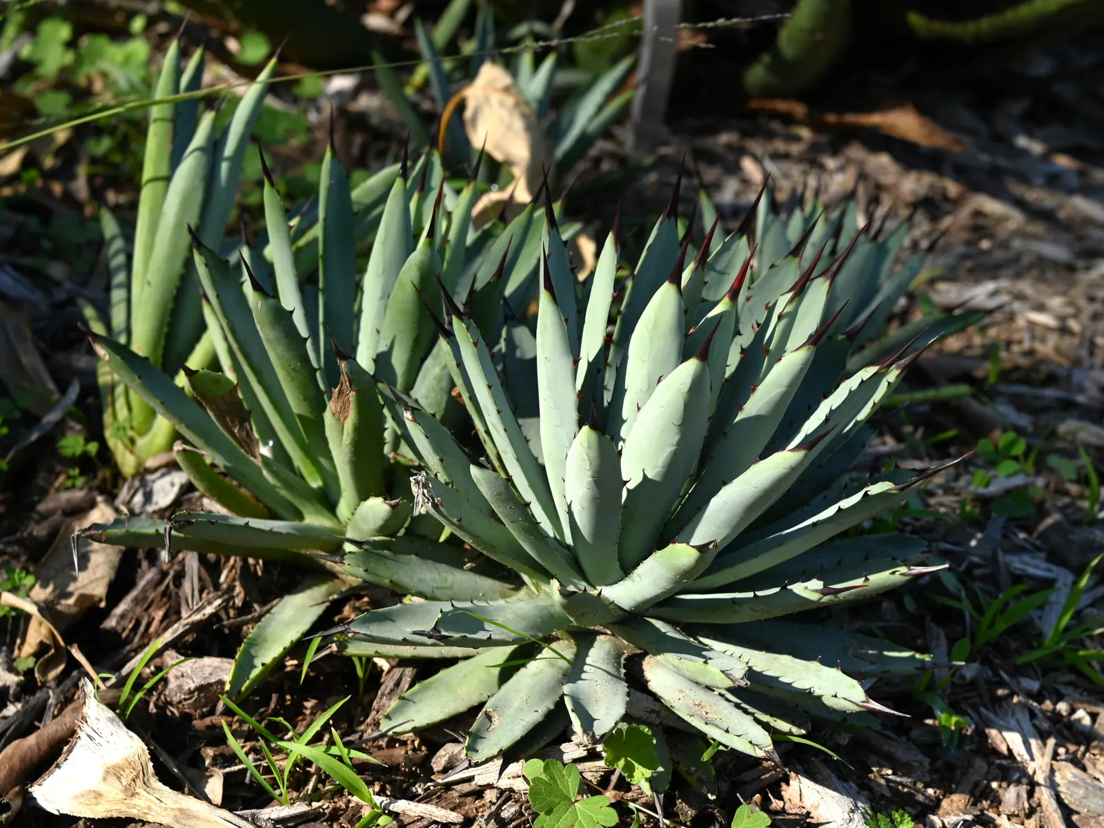 Arizona Agave (Agave Arizonica) — It thrives in full sun and well-drained soils, requiring minimal water once established