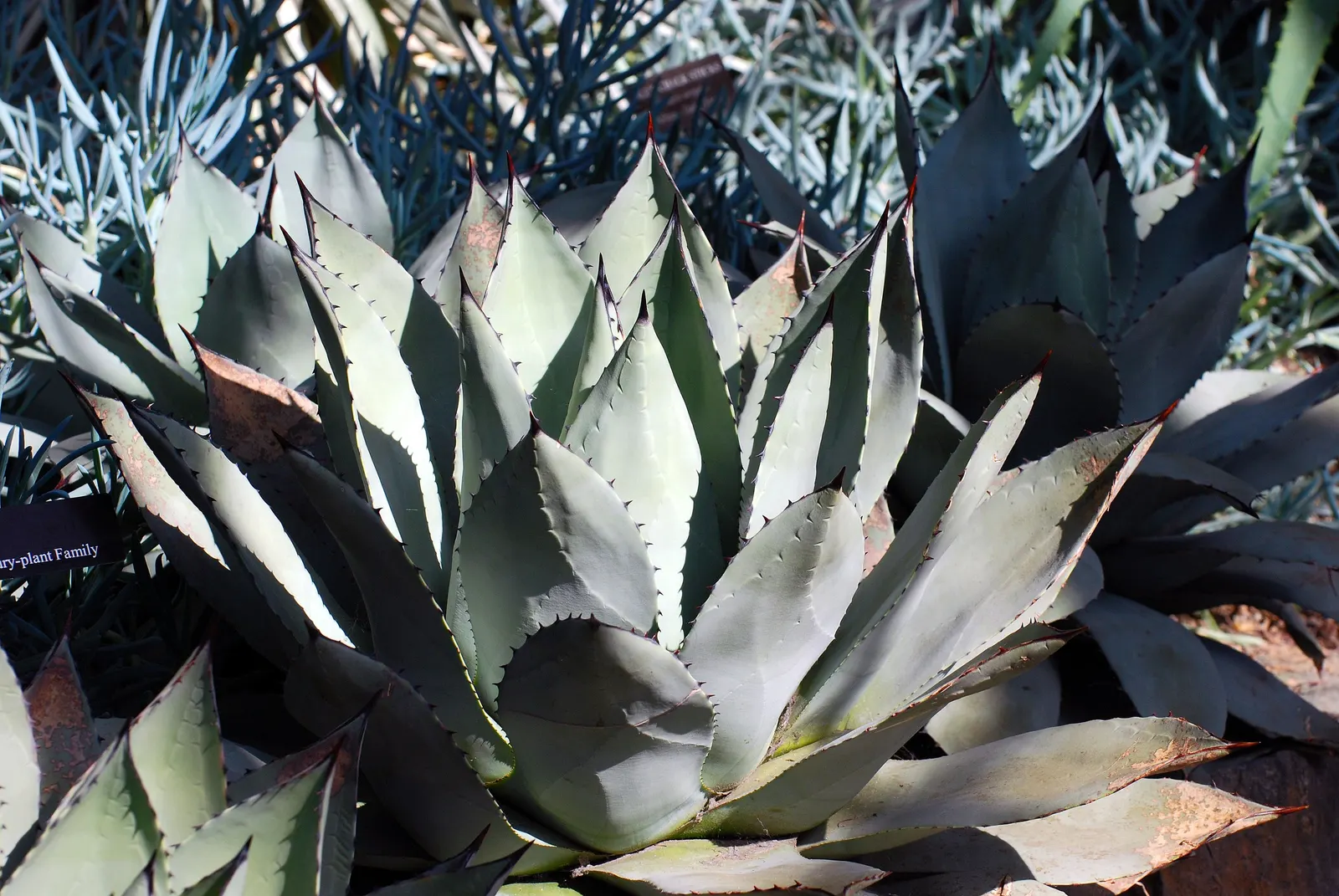Arizona Agave (Agave Arizonica) — often taking several years to reach maturity