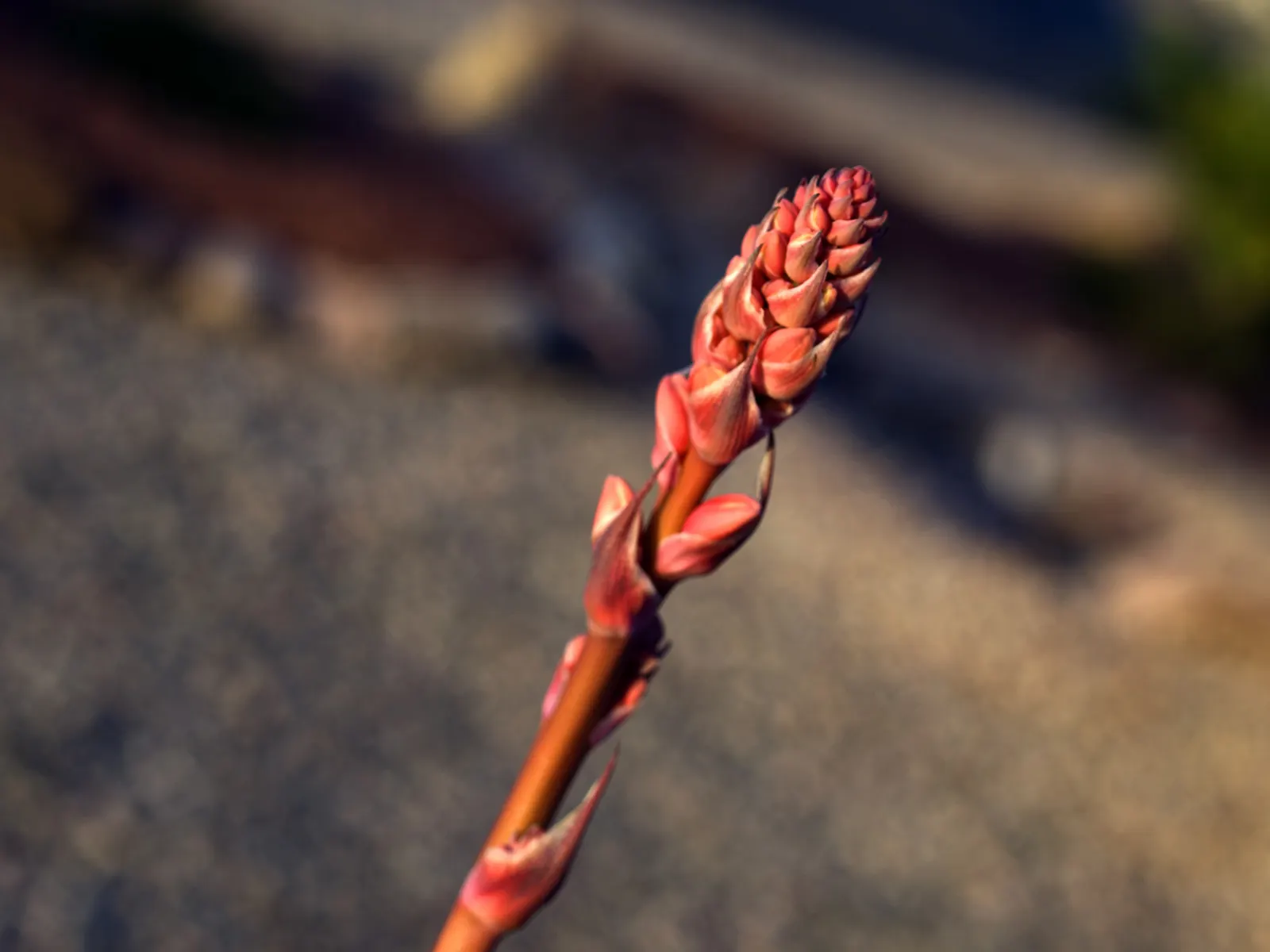 Arizona Agave (Agave Arizonica) — It features a compact rosette of spiny, blue-green leaves that exhibit maroon to pinkish margins; it's perfect for adding a