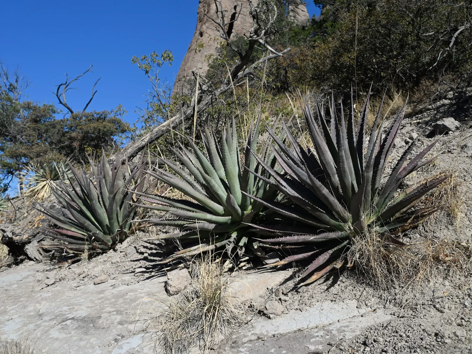 Arizona Agave (Agave Arizonica) — It's perfect for adding a dramatic touch to xeriscaped or desert-inspired landscapes; often taking several years to reach