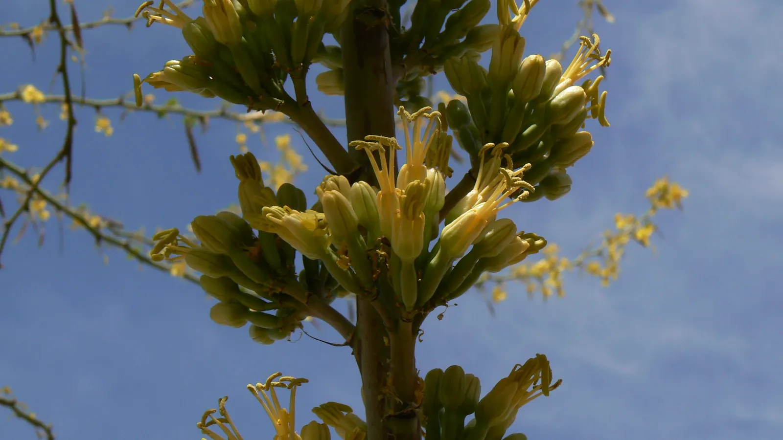 Arizona Agave (Agave Arizonica) — it blooms a once-in-a-lifetime