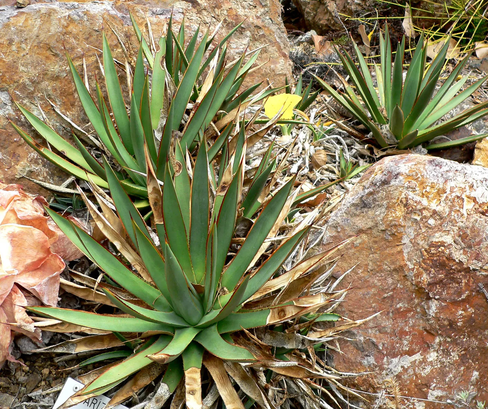 Arizona Agave (Agave Arizonica) — impressive vertical flower stalk that can soar up to 12 feet high