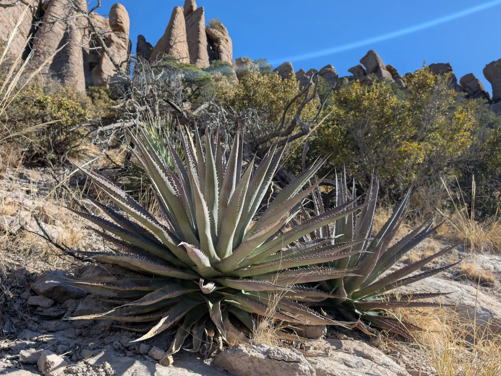 Arizona Agave (Agave Arizonica) — When incorporating this plant into garden layouts; the plant usually completes its life cycle.<br><br>For the landscape