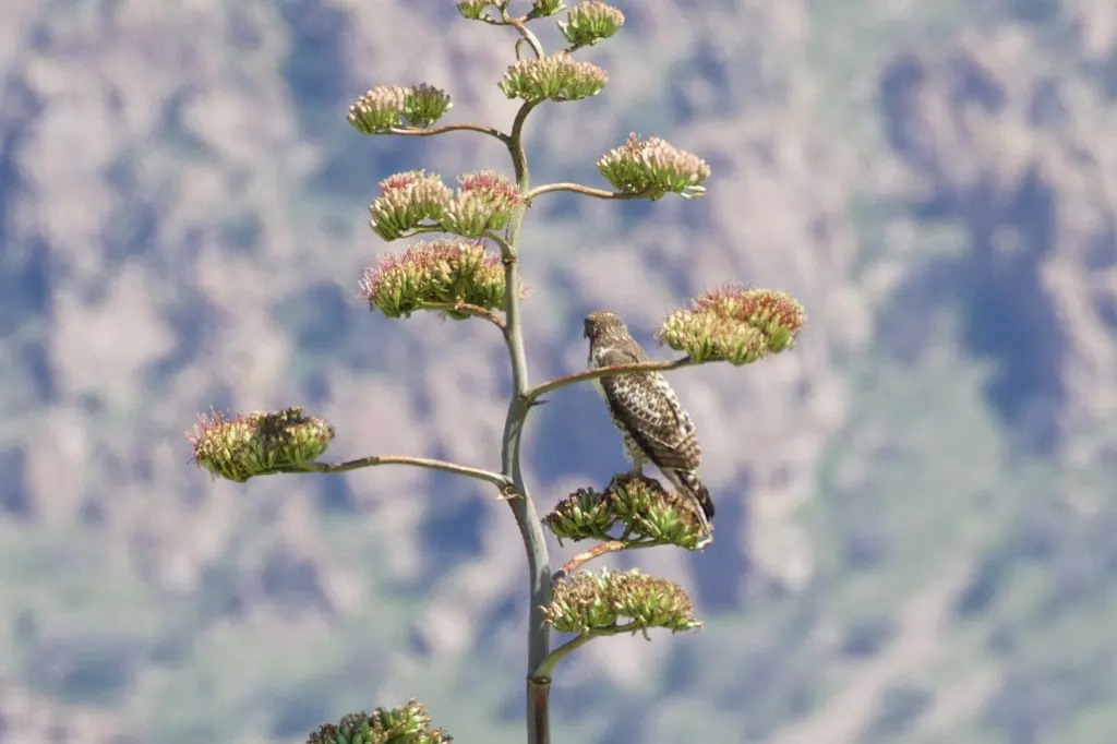 Arizona Agave (Agave Arizonica) — it is crucial to note that Agave arizonica prefers well-drained soil and full sun exposure