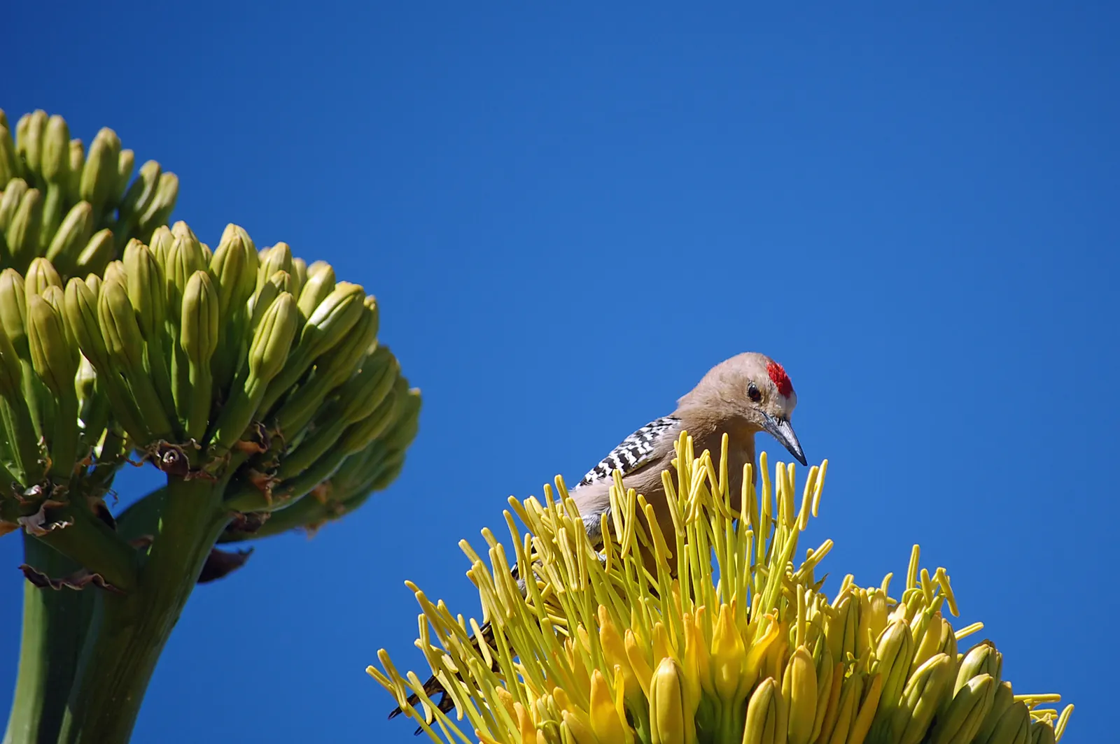 Arizona Agave (Agave Arizonica) — This plant is highly prized in landscape designs for its striking appearance and drought-tolerant properties