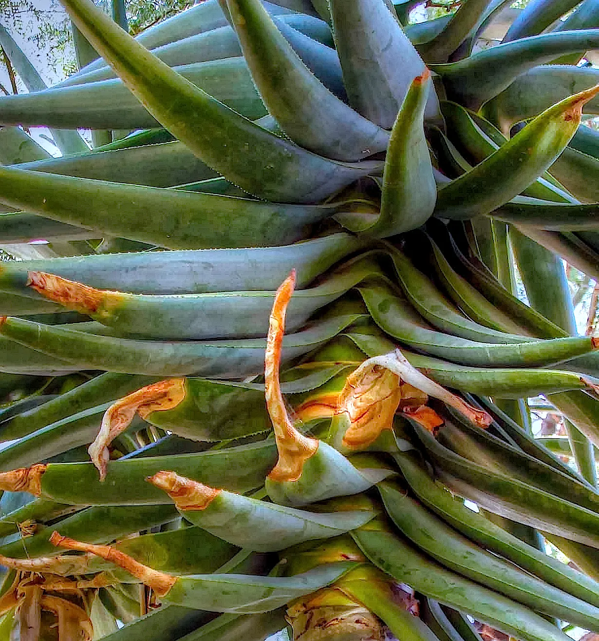 Arizona Agave (Agave Arizonica) — As it is slow-growing and long-lived, Agave arizonica offers enduring structure to any arid landscape design