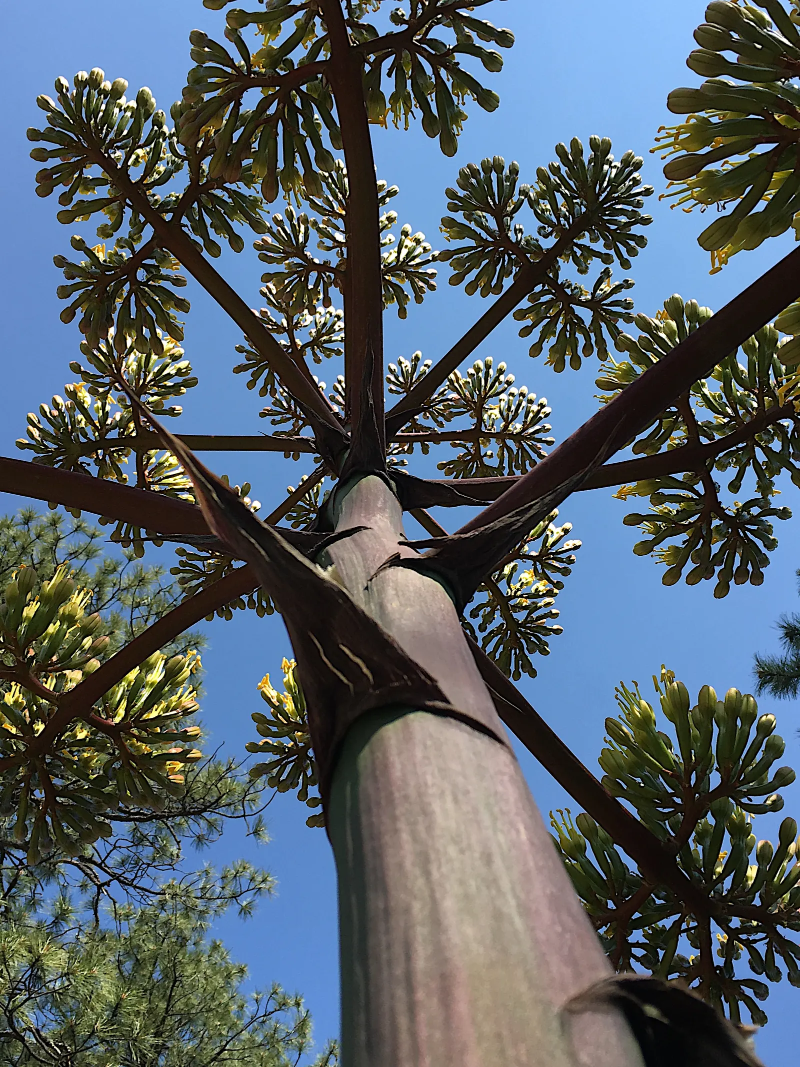 Arizona Agave (Agave Arizonica) — The Arizona Agave (Agave arizonica) is a rare, slow-growing succulent native to the U.S.-Mexico border region