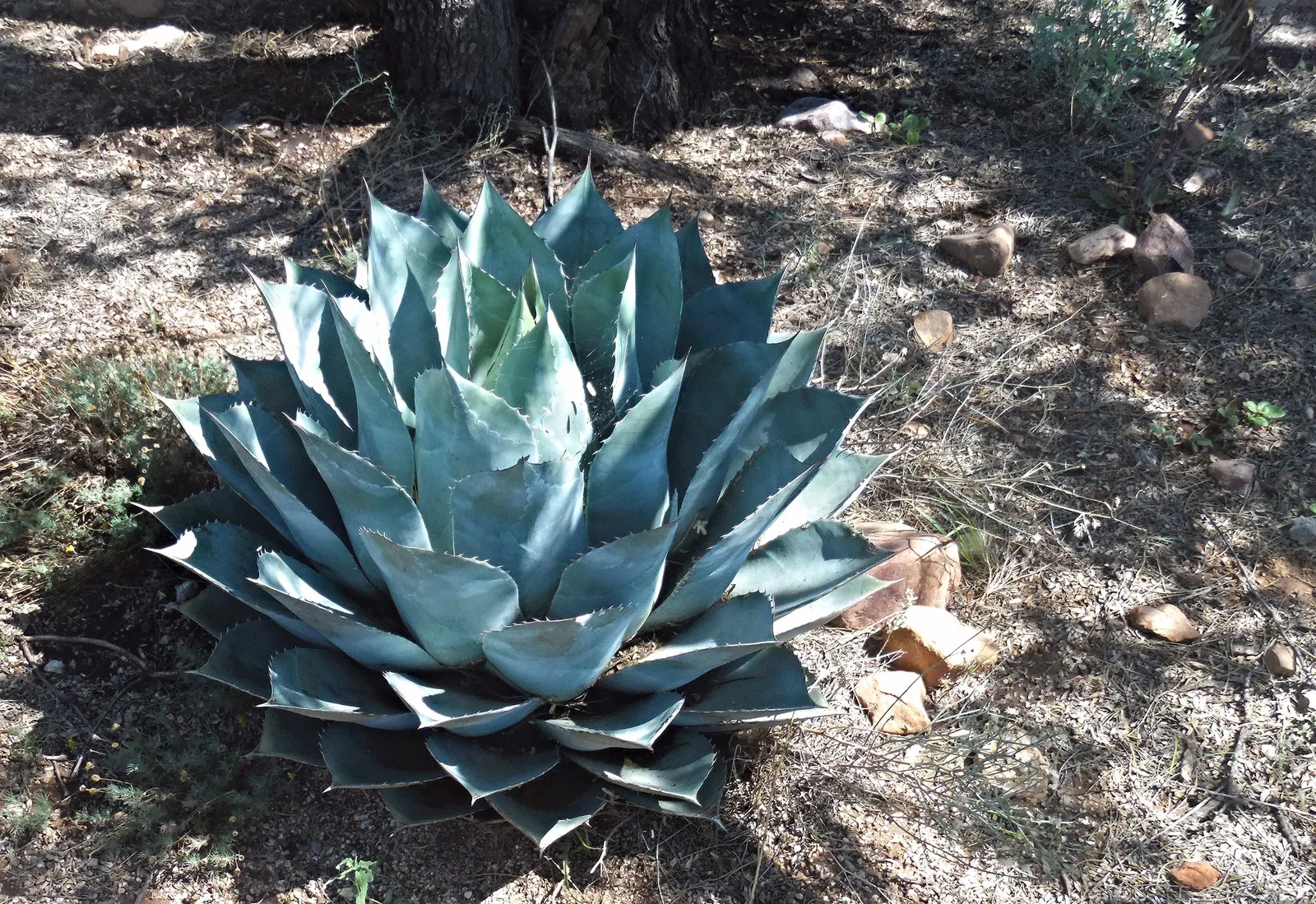 Arizona Agave (Agave Arizonica) — and can reach up to 2 feet in height and 3 feet in width