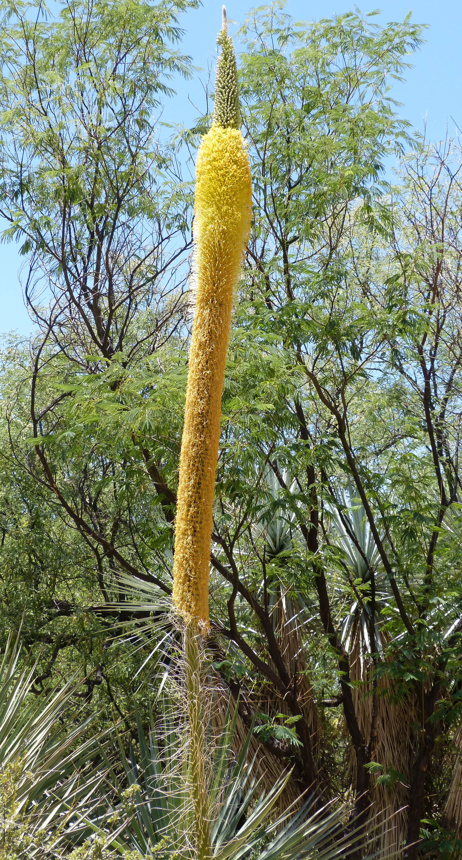 Arizona Agave (Agave Arizonica) — As it is slow-growing and long-lived, Agave arizonica offers enduring structure to any arid landscape design; the Arizona