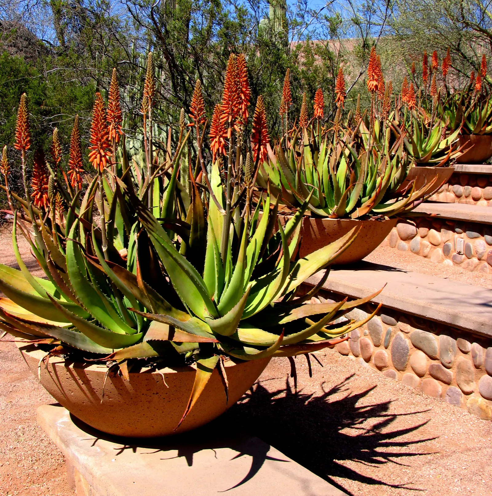 Arizona Agave (Agave Arizonica) — The Arizona Agave (Agave arizonica) is a rare, slow-growing succulent native to the U.S.-Mexico border region; and can reach