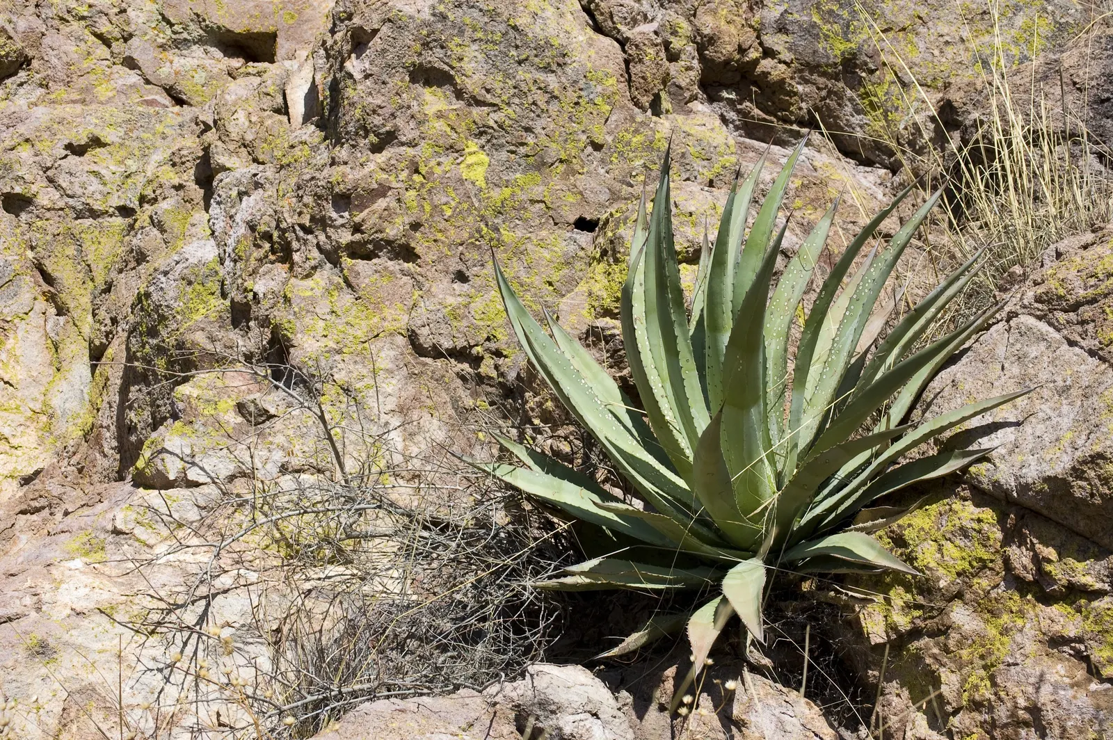 Arizona Agave (Agave Arizonica) — It features a compact rosette of spiny, blue-green leaves that exhibit maroon to pinkish margins