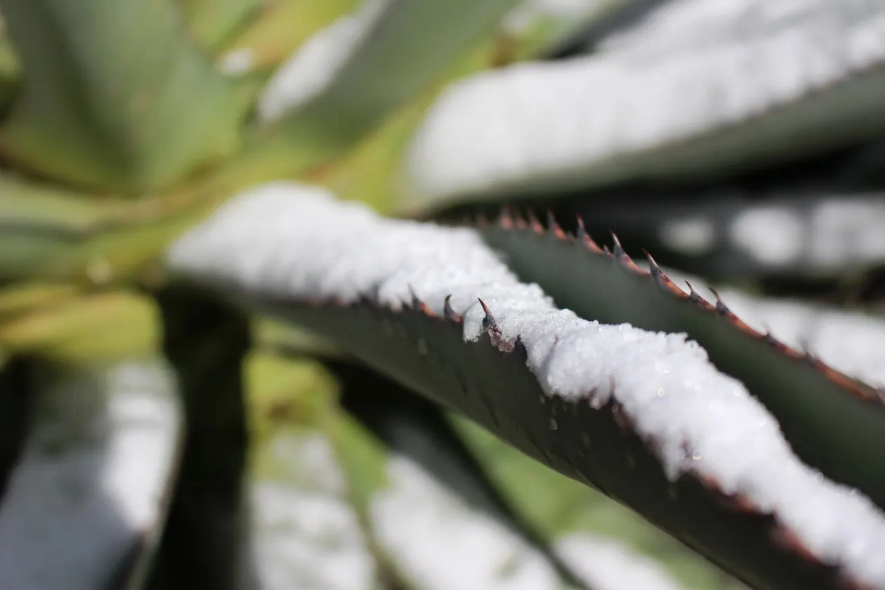 Arizona Agave (Agave Arizonica) — It's perfect for adding a dramatic touch to xeriscaped or desert-inspired landscapes