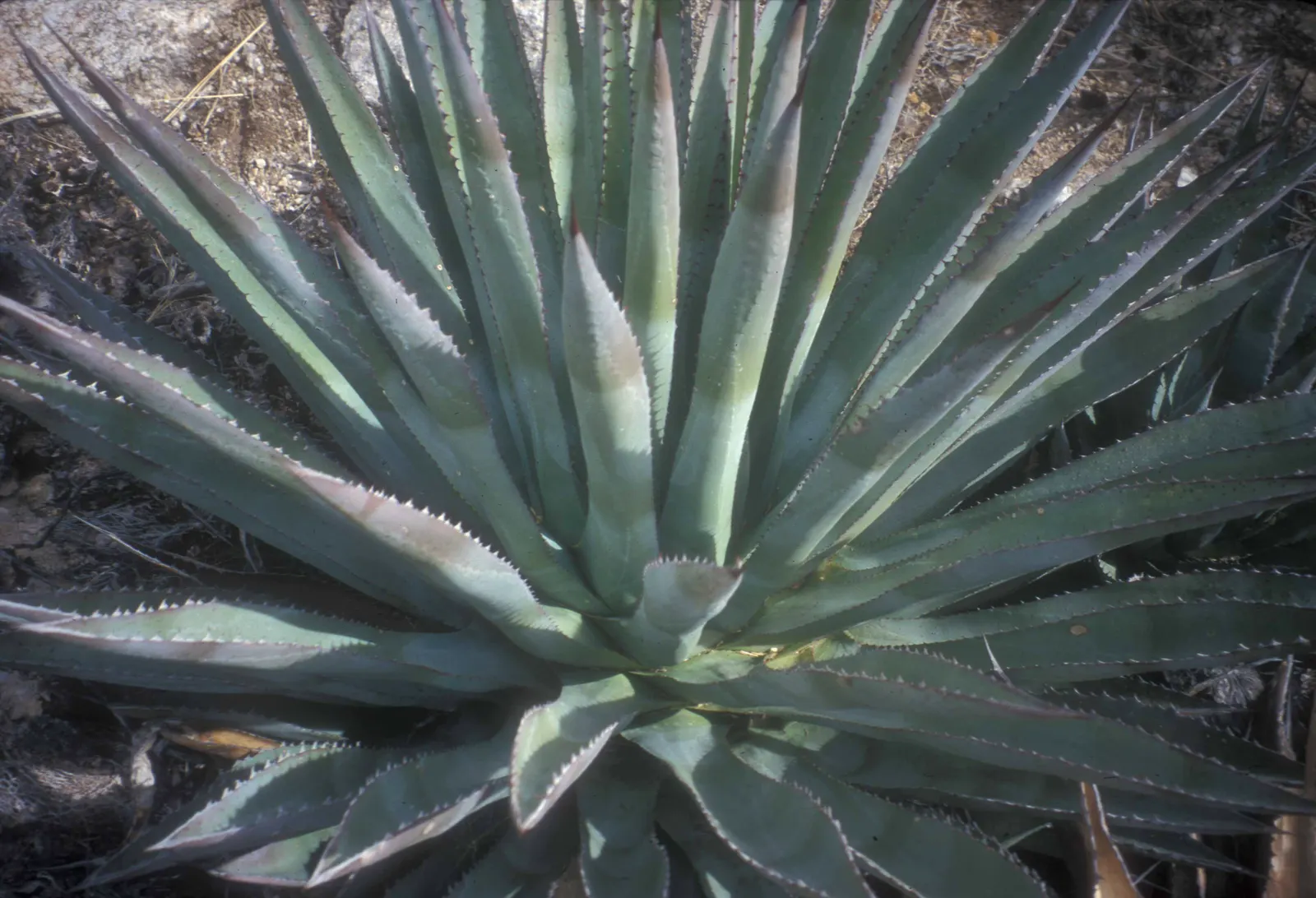 Arizona Agave (Agave Arizonica) — and can reach up to 2 feet in height and 3 feet in width; shrub / succulent for full