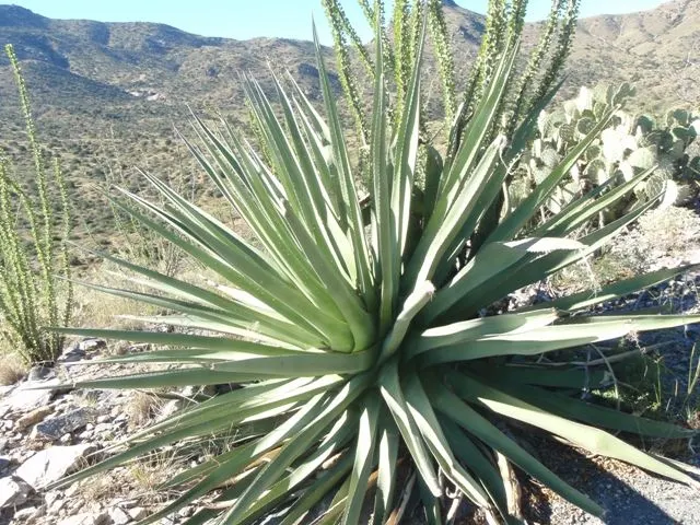 Arizona Agave (Agave Arizonica) — sun-drenched slopes of the Arizona-Sonora border in the United States