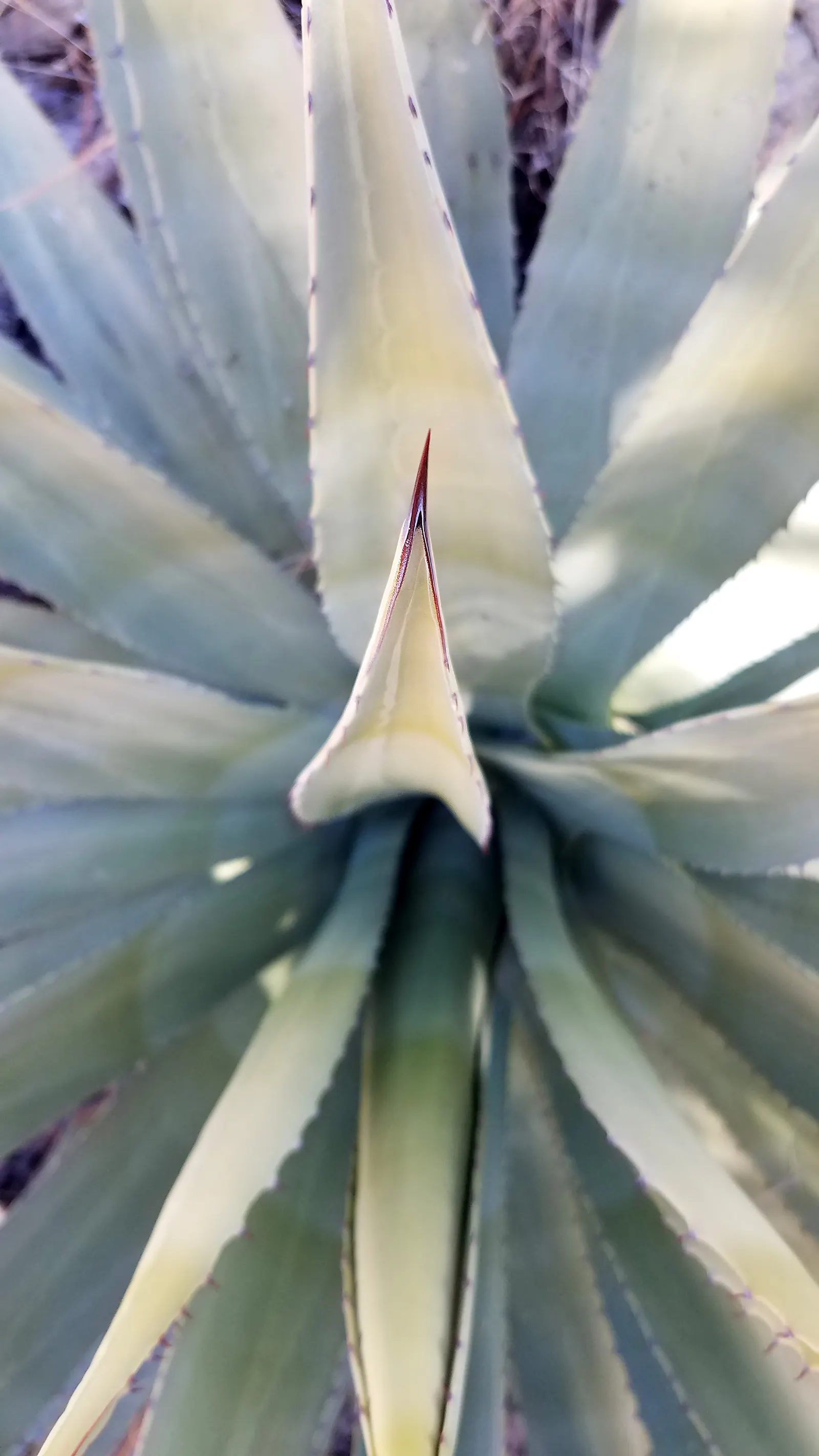 Arizona Agave (Agave Arizonica) — yellow flowers in the garden