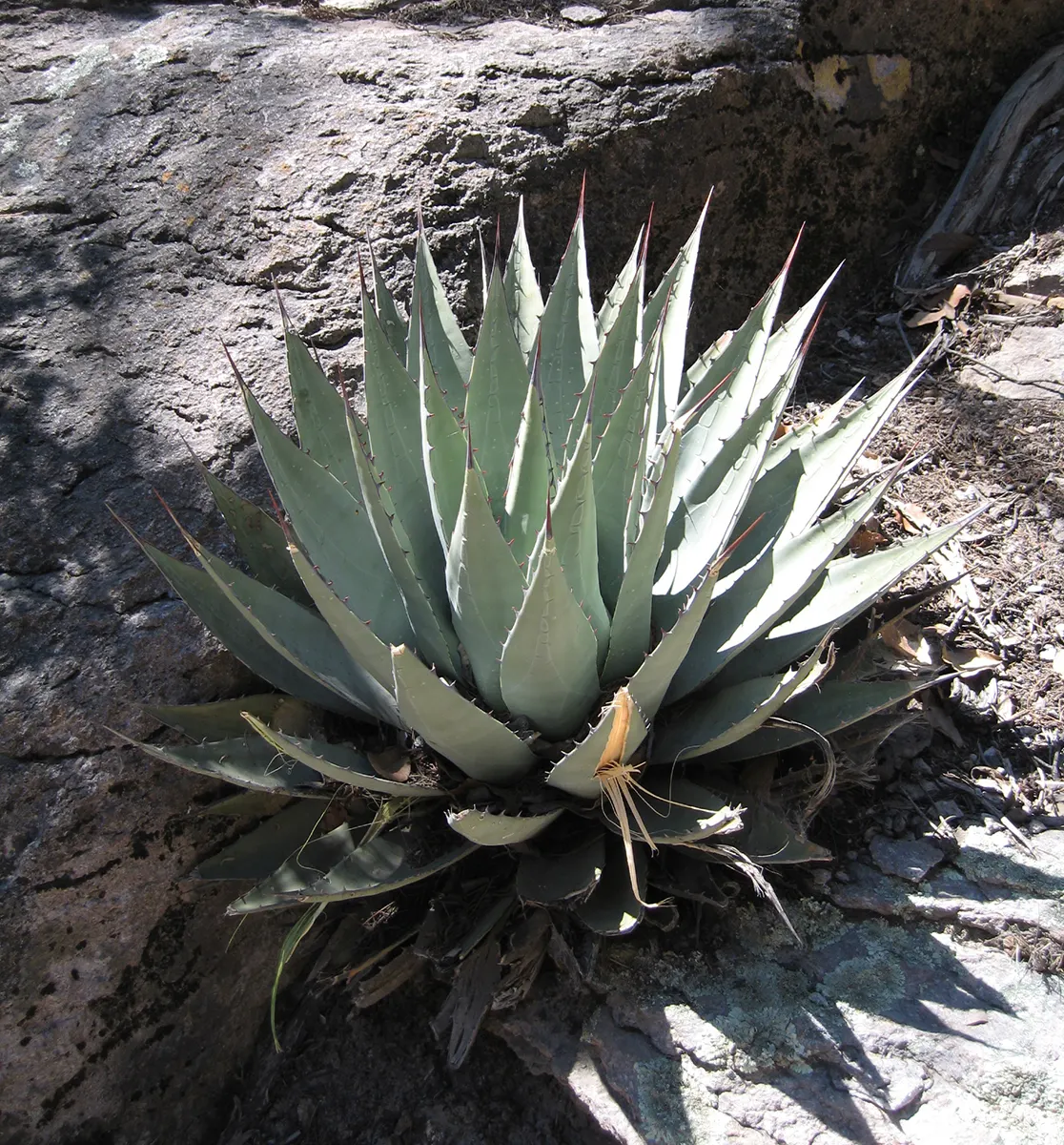 Arizona Agave (Agave Arizonica) — the plant usually completes its life cycle.<br><br>For the landscape designer; it thrives in full sun and well-drained soils