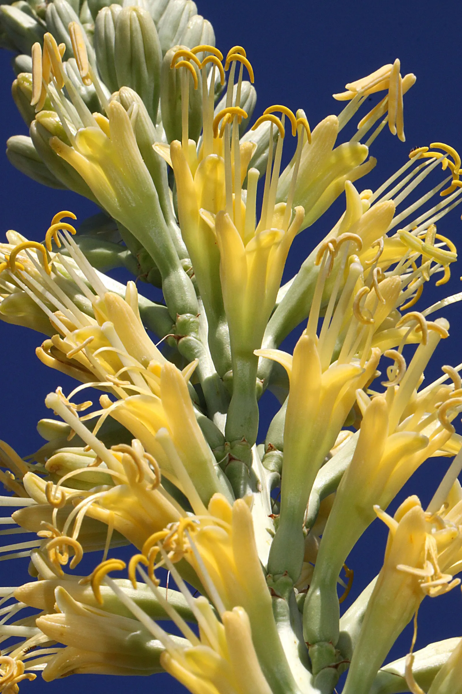 Arizona Agave (Agave Arizonica) — This plant is highly prized in landscape designs for its striking appearance and drought-tolerant properties; making it an