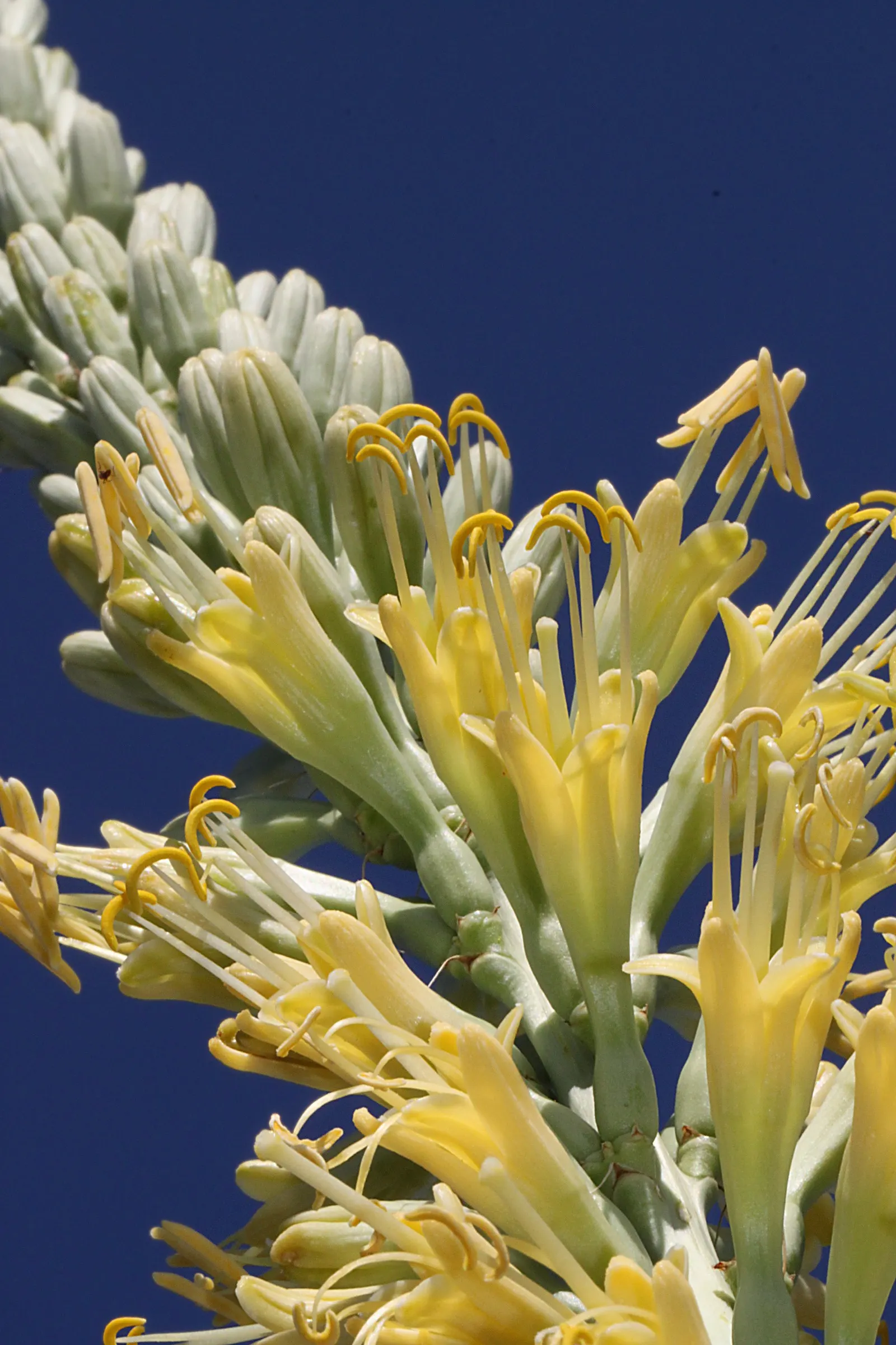 Arizona Agave (Agave Arizonica) — making it an ideal choice for xeriscaping and desert-themed gardens.<br><br>On average; showcasing yellow to orange flowers