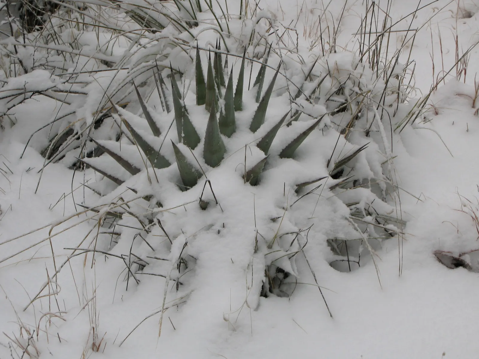 Arizona Agave (Agave Arizonica) — This plant features sturdy; the Arizona Agave reaches a mature size of about 1 to 2 feet in height and approximately 2 to 3