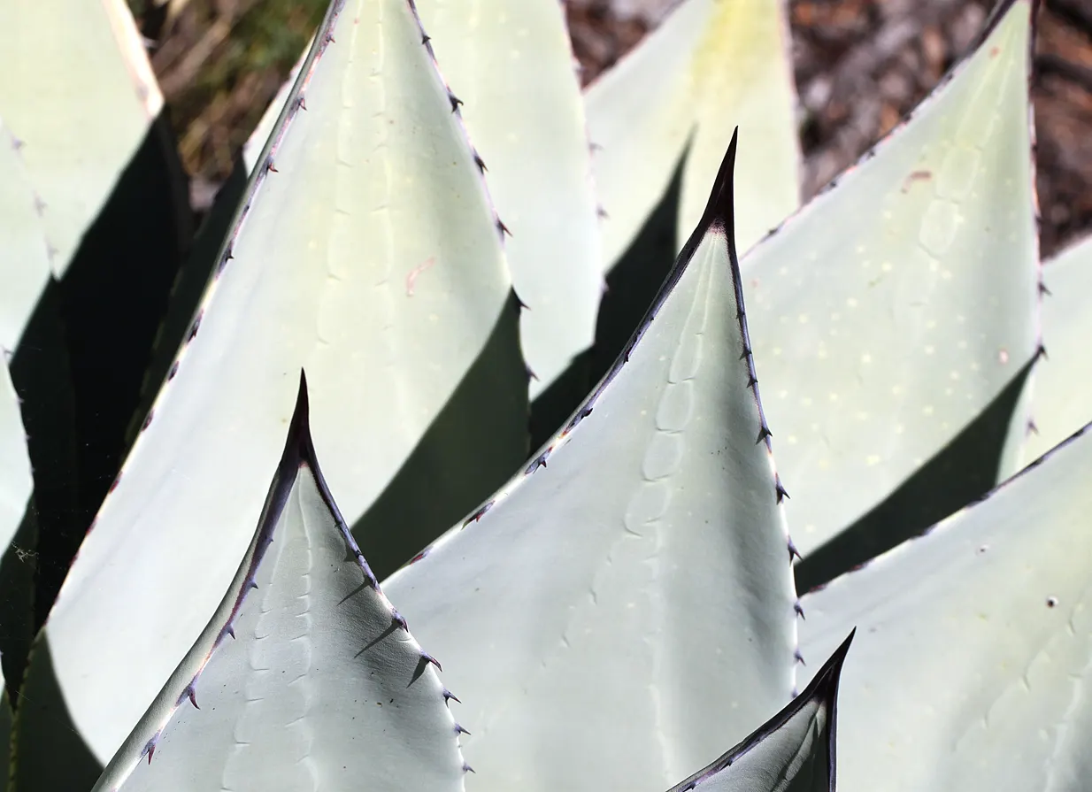 Arizona Agave (Agave Arizonica) — This plant features sturdy