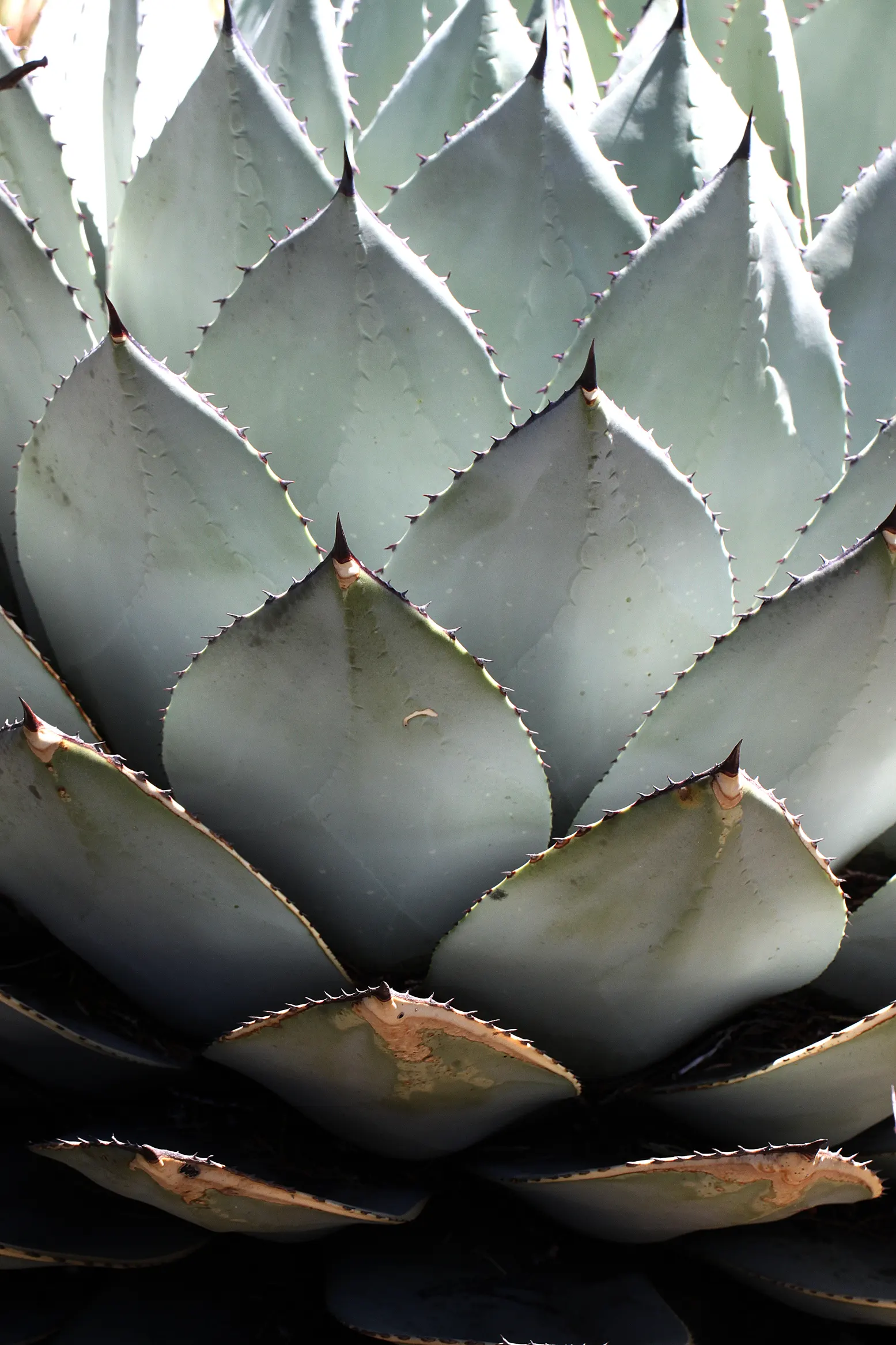 Arizona Agave (Agave Arizonica) — the plant usually completes its life cycle.<br><br>For the landscape designer