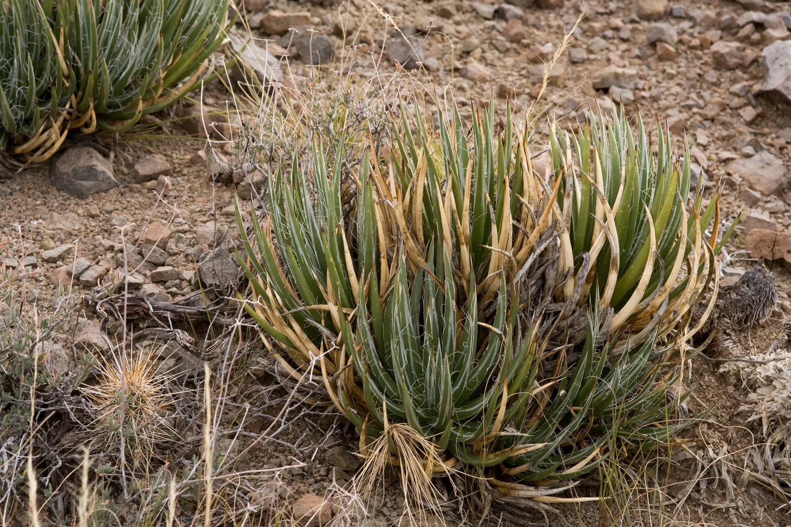 Arizona Agave (Agave Arizonica) — impressive vertical flower stalk that can soar up to 12 feet high; this plant is highly prized in landscape designs for its