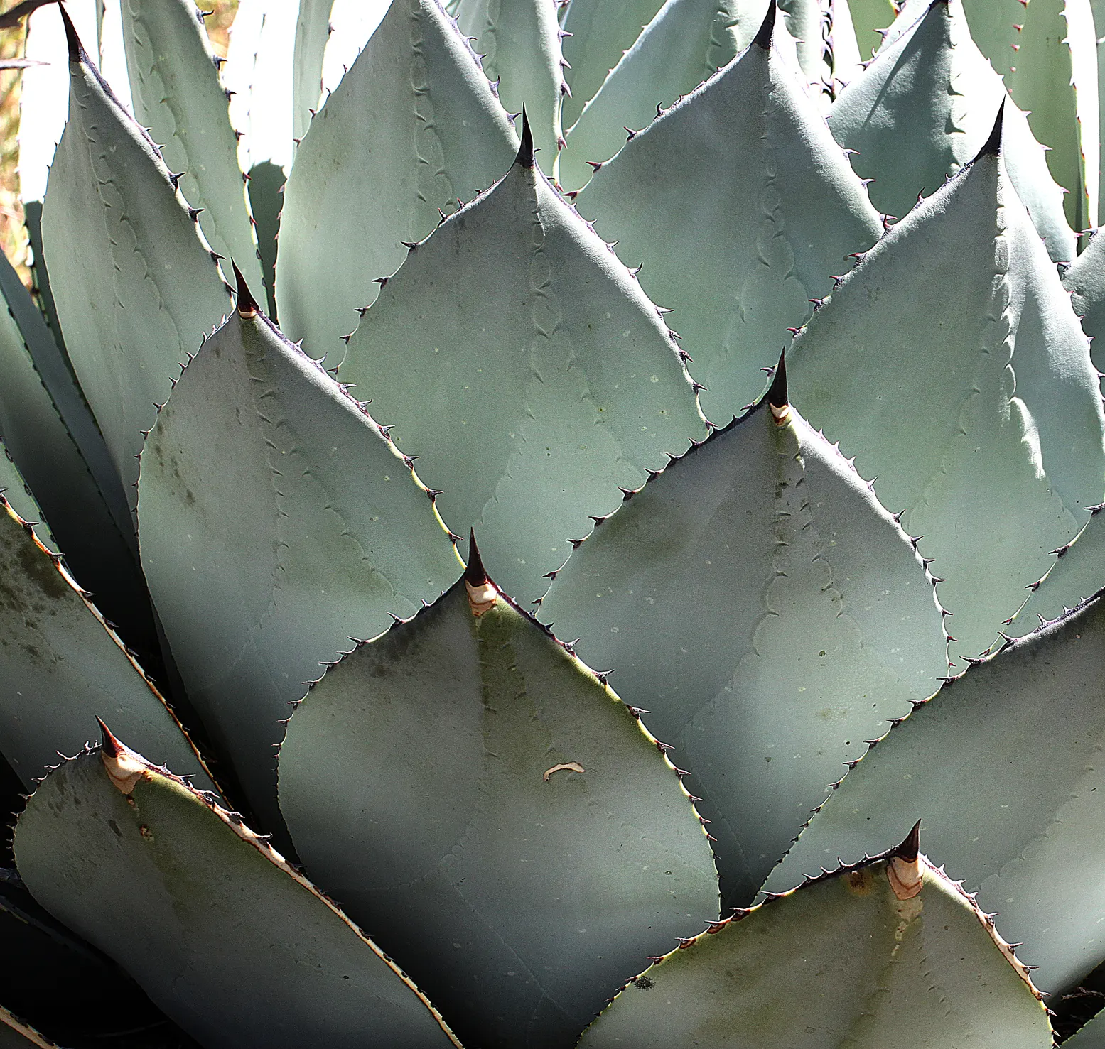 Arizona Agave (Agave Arizonica) — showcasing yellow to orange flowers which are alluring to pollinators like hummingbirds
