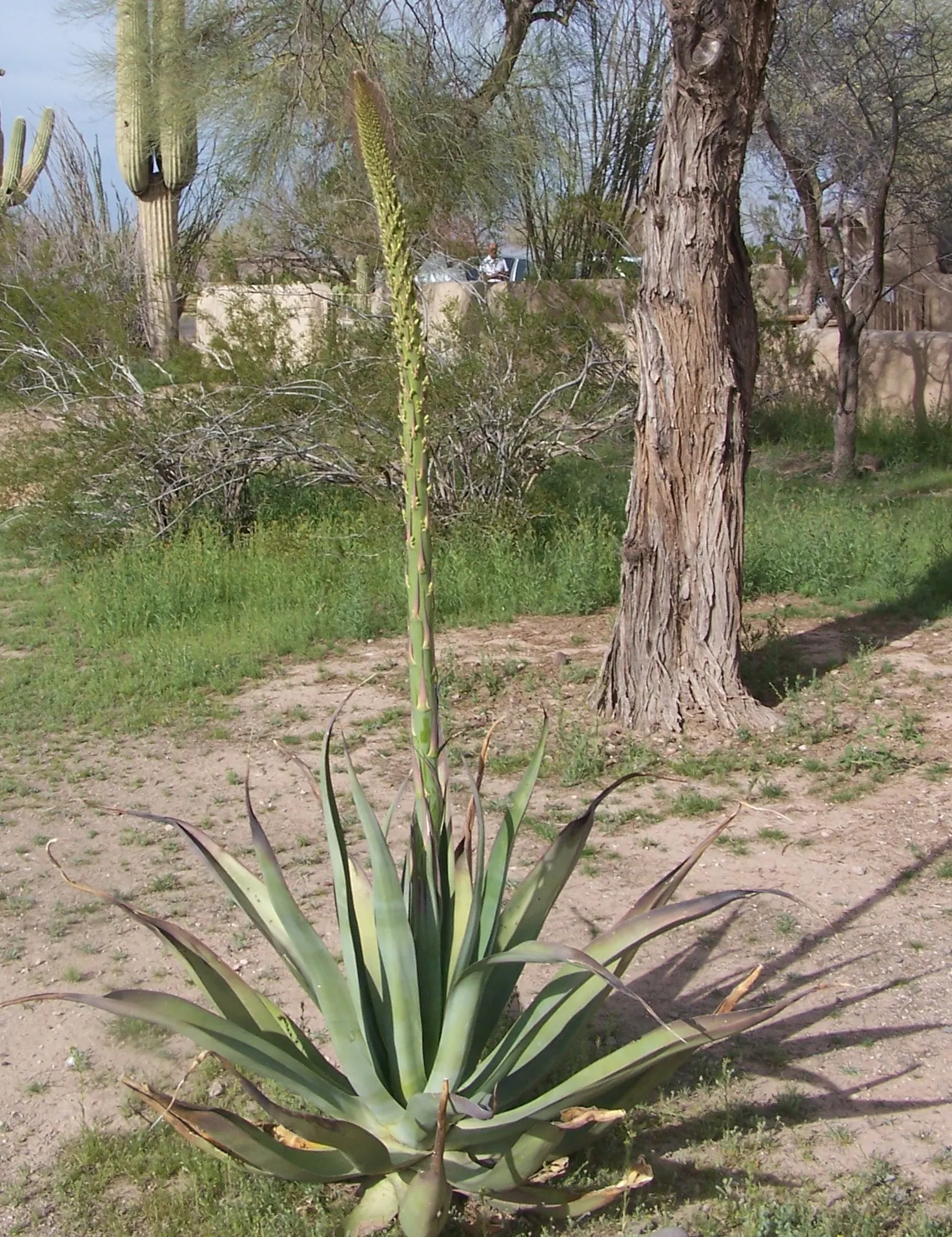 Arizona Agave (Agave Arizonica) — is a remarkable and rare succulent endemic to the rocky; when incorporating this plant into garden layouts