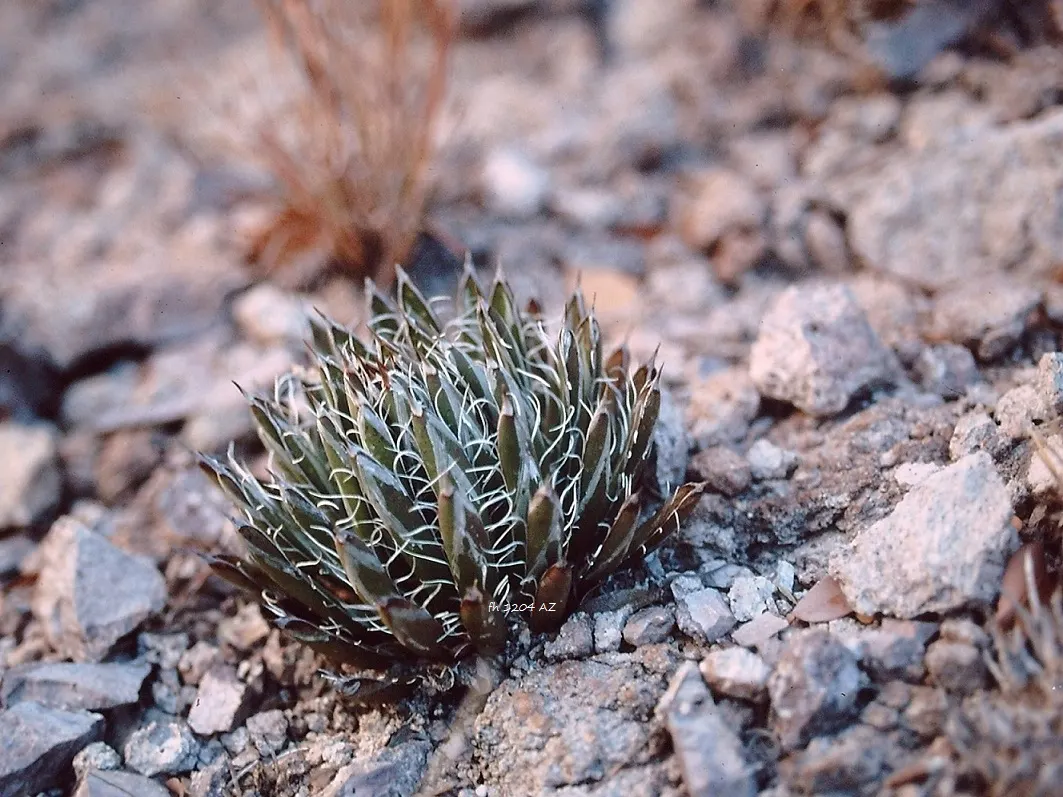 Arizona Agave (Agave Arizonica) — When incorporating this plant into garden layouts