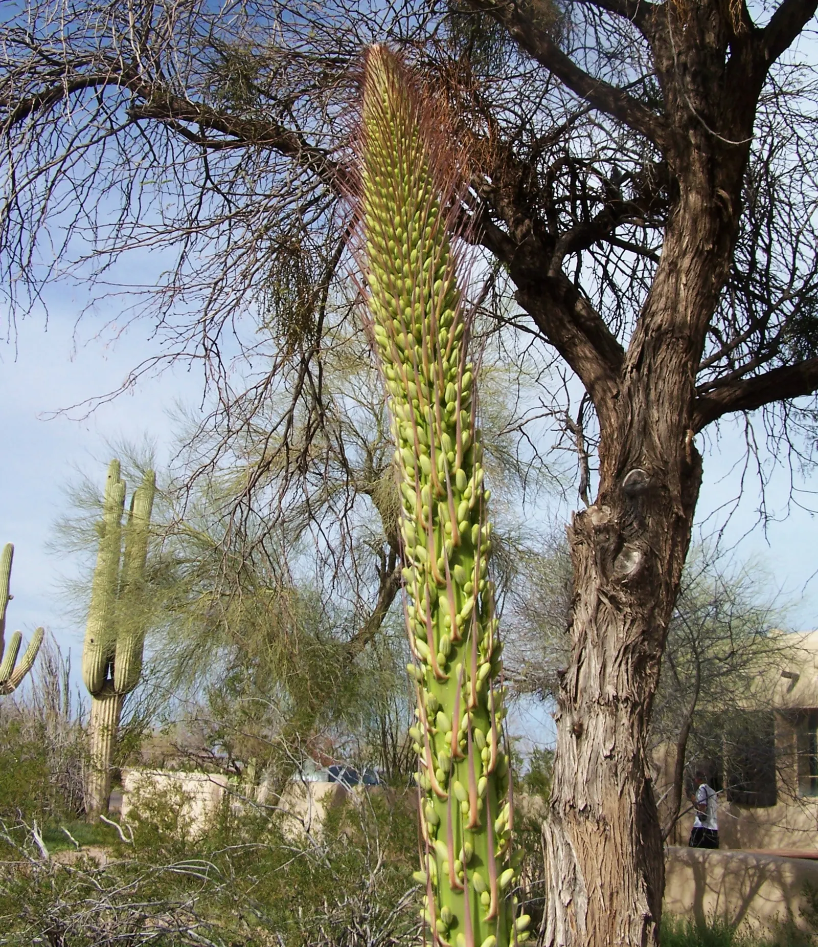Arizona Agave (Agave Arizonica) — Each leaf ends in a formidable spine, image 38