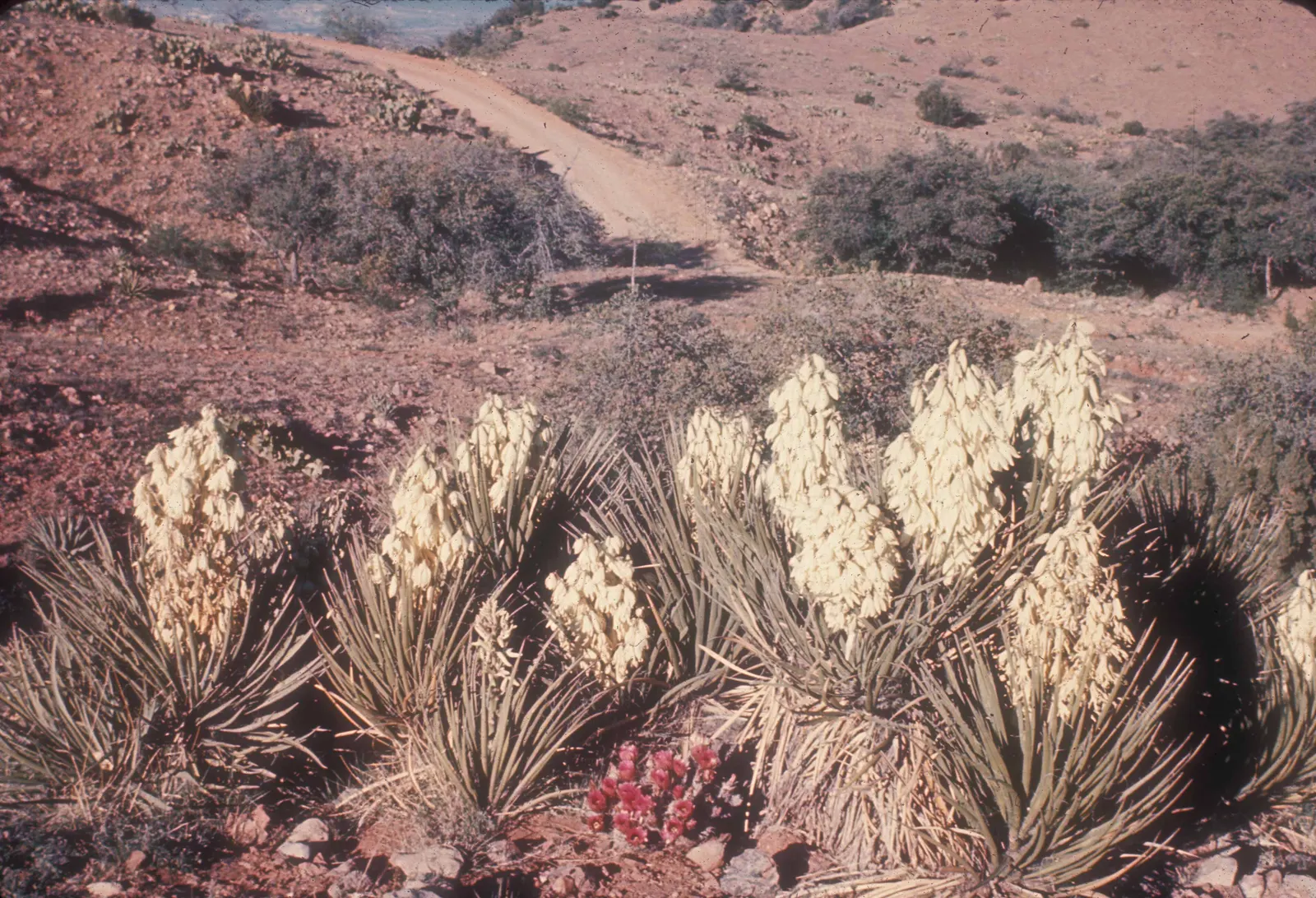 Arizona Agave (Agave Arizonica) — showcasing yellow to orange flowers which are alluring to pollinators like hummingbirds; impressive vertical flower stalk