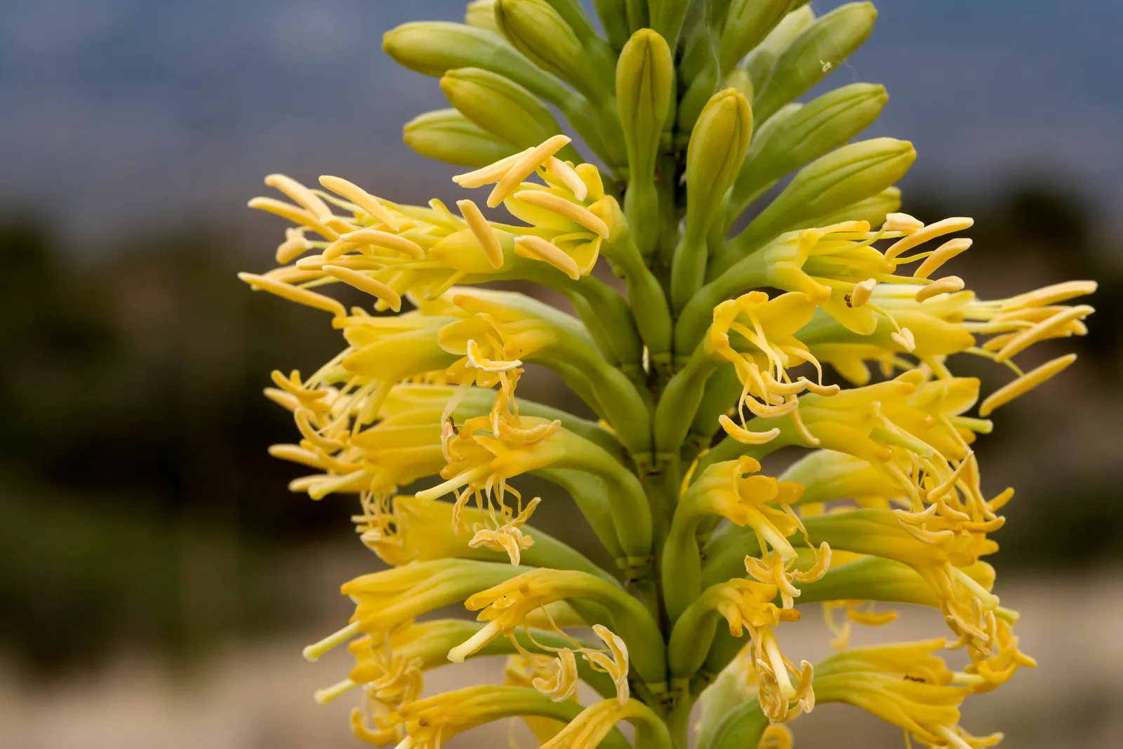 Arizona Agave (Agave Arizonica) — it blooms a once-in-a-lifetime; this plant features sturdy
