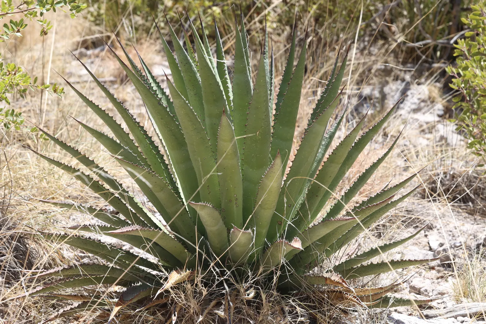 Arizona Agave (Agave Arizonica) — shrub / succulent for full