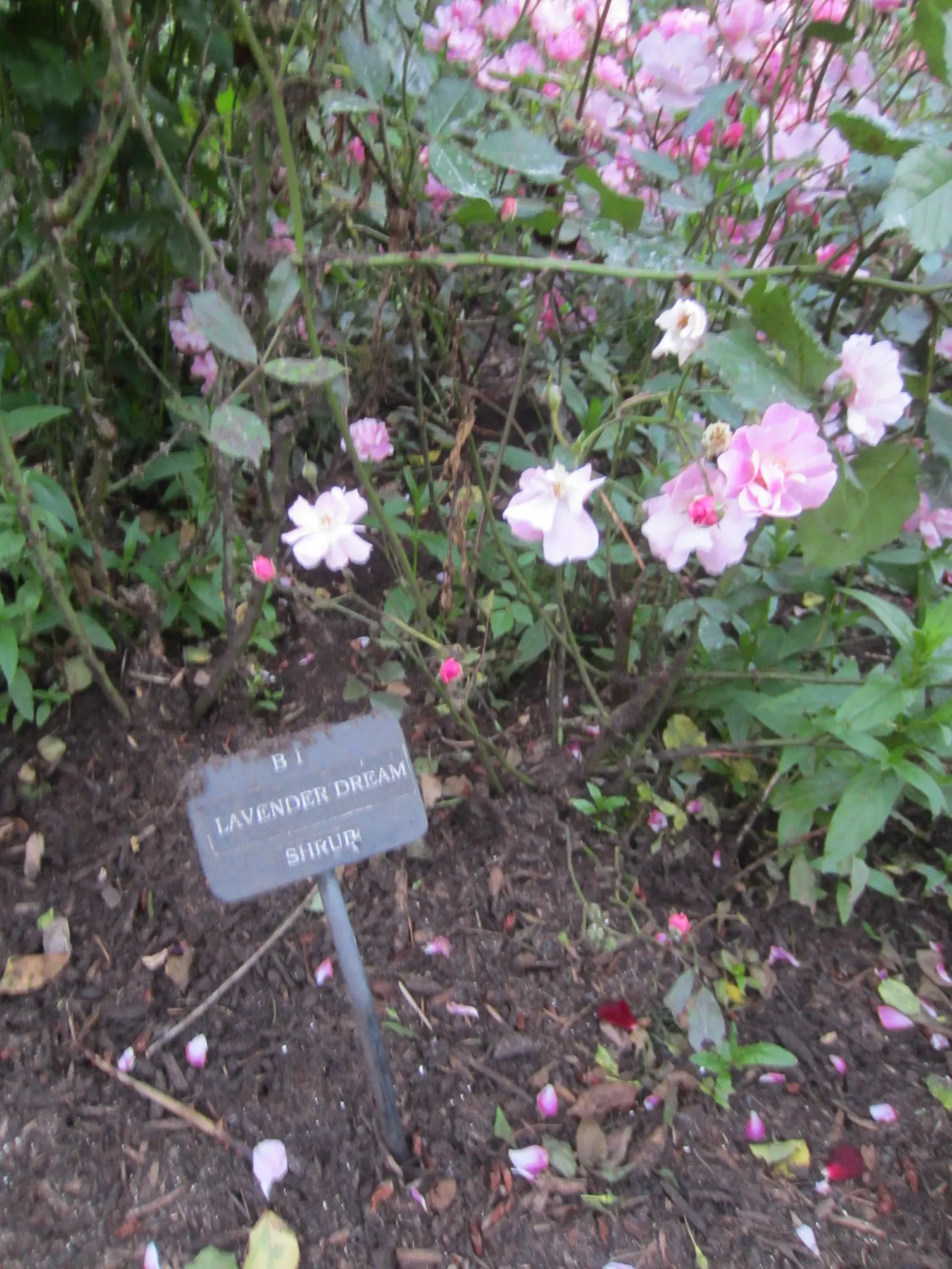 Lavender Dream Rose (Rosa 'Lavender Dream') — sweet fragrance capable of gently perfuming the air