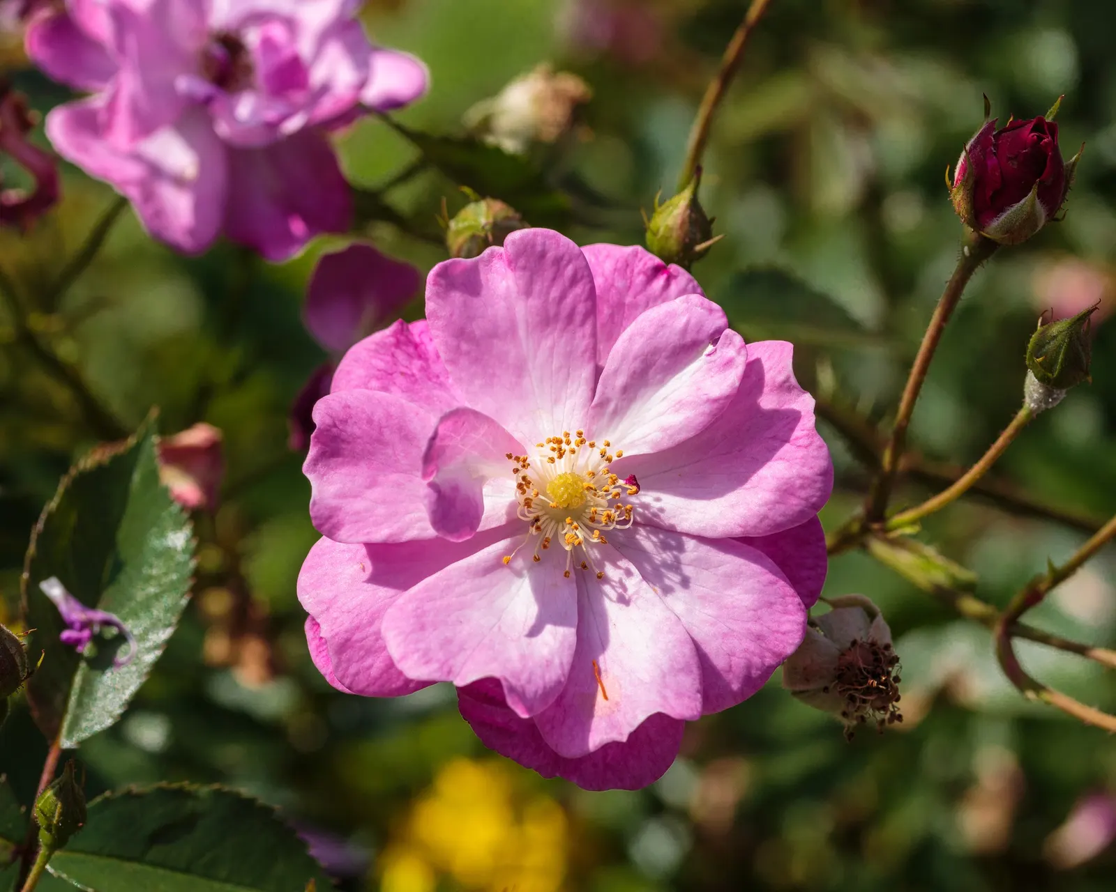 Lavender Dream Rose (Rosa 'Lavender Dream') — Lavender Dream is relatively compact for a climber