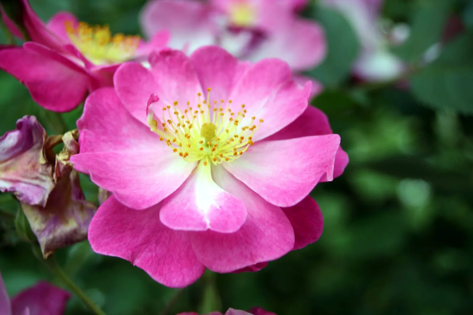 Lavender Dream Rose (Rosa 'Lavender Dream') — It thrives in USDA zones 5-9, requiring well-draining soil and full sun