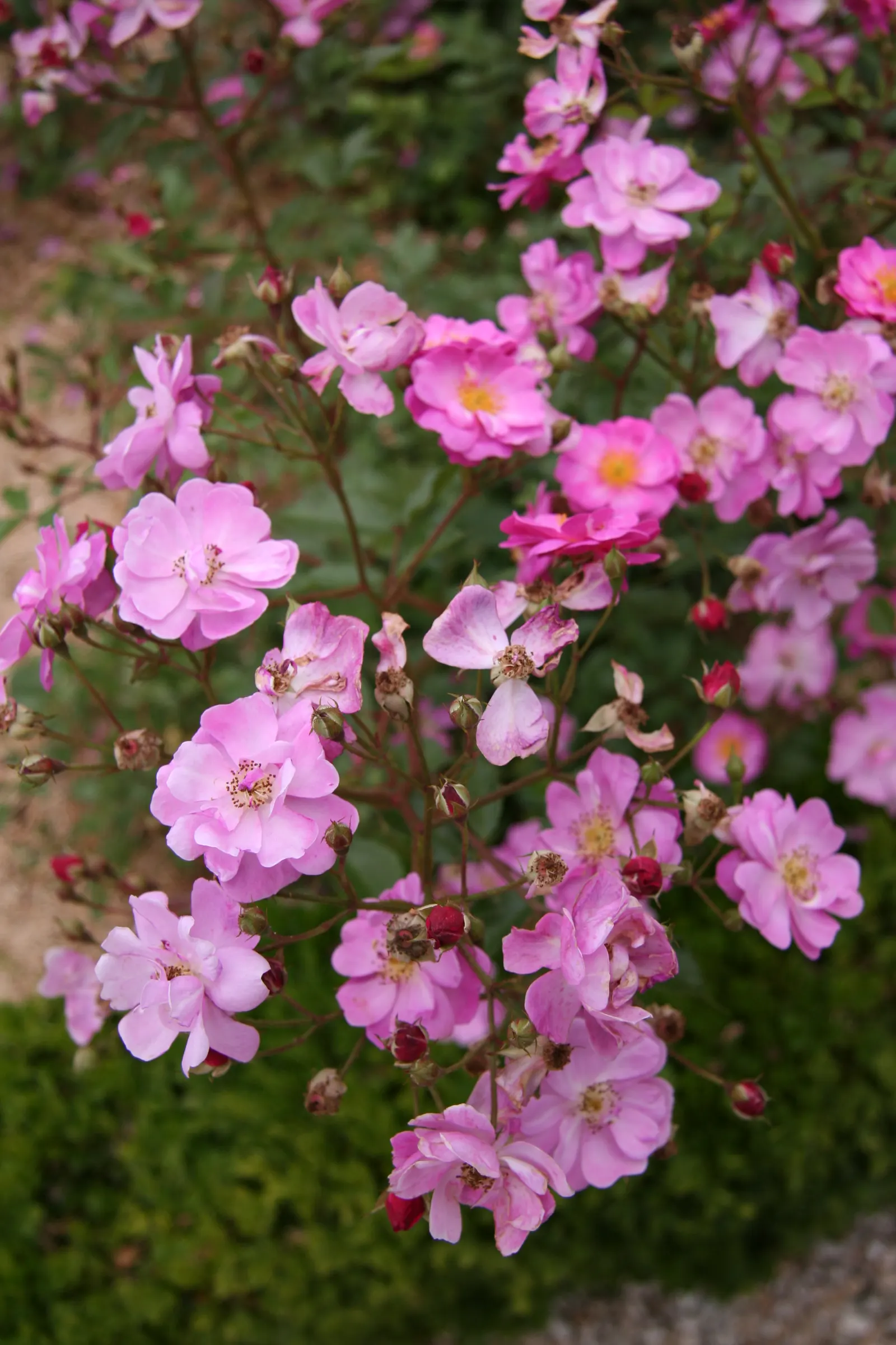 Lavender Dream Rose (Rosa 'Lavender Dream') — it blooms from late spring to fall