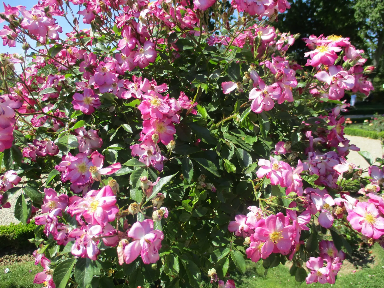 Lavender Dream Rose (Rosa 'Lavender Dream') — making it well-suited a trellis