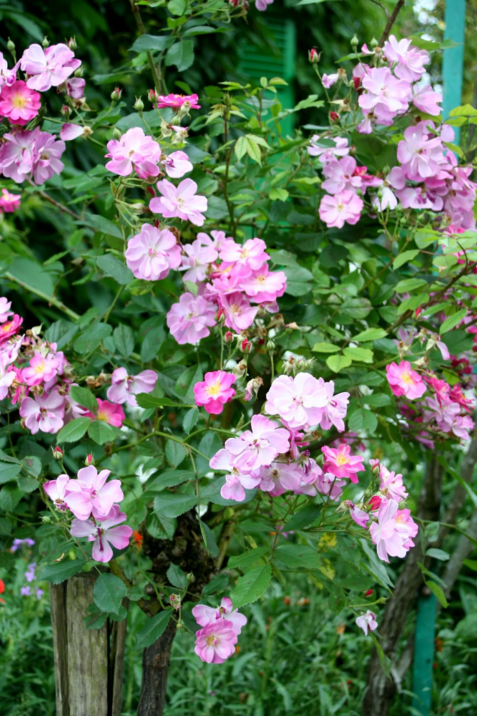 Lavender Dream Rose (Rosa 'Lavender Dream') — with the botanical moniker Rosa 'Lavender Dream'