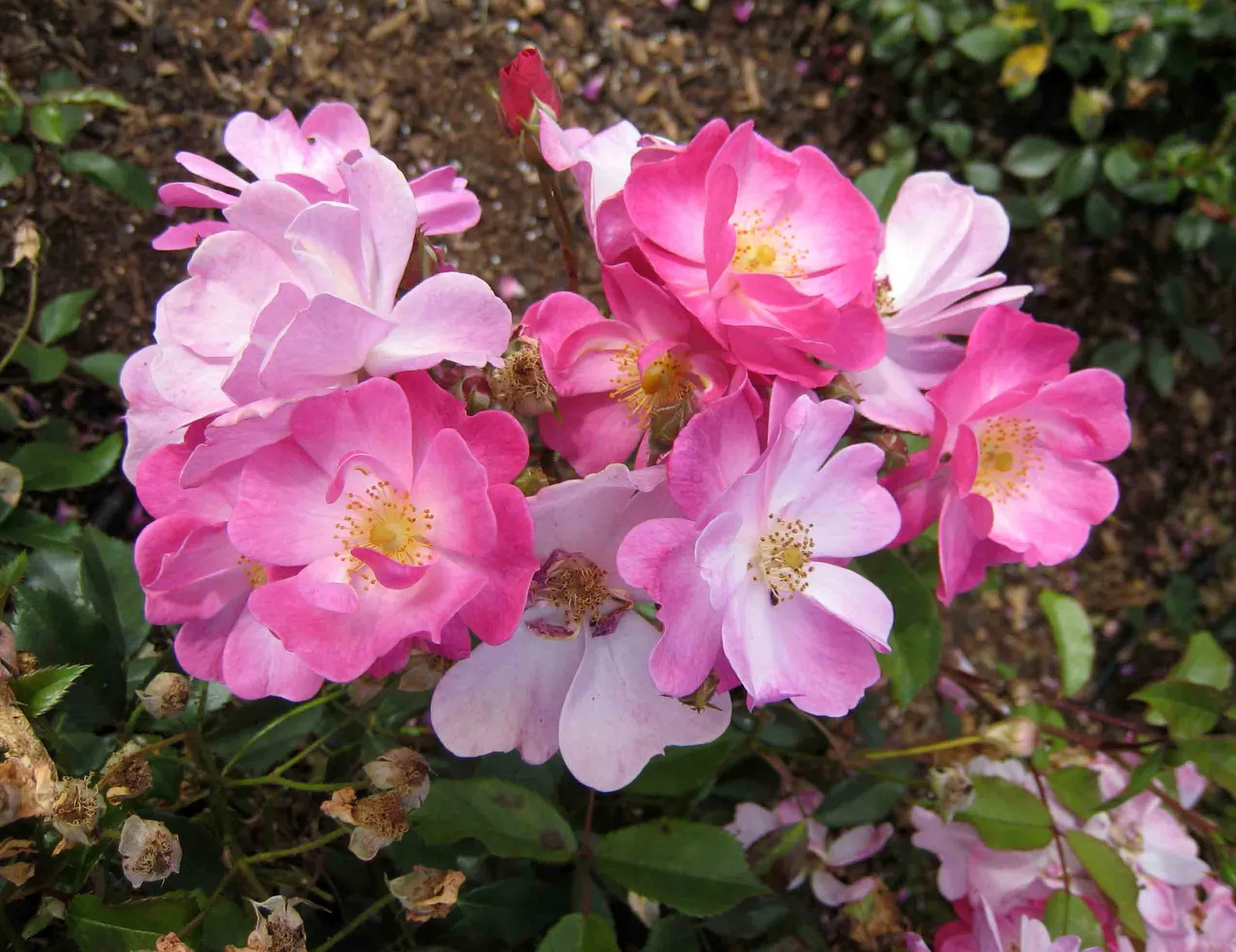 Lavender Dream Rose (Rosa 'Lavender Dream') — Its pastel purple flowers